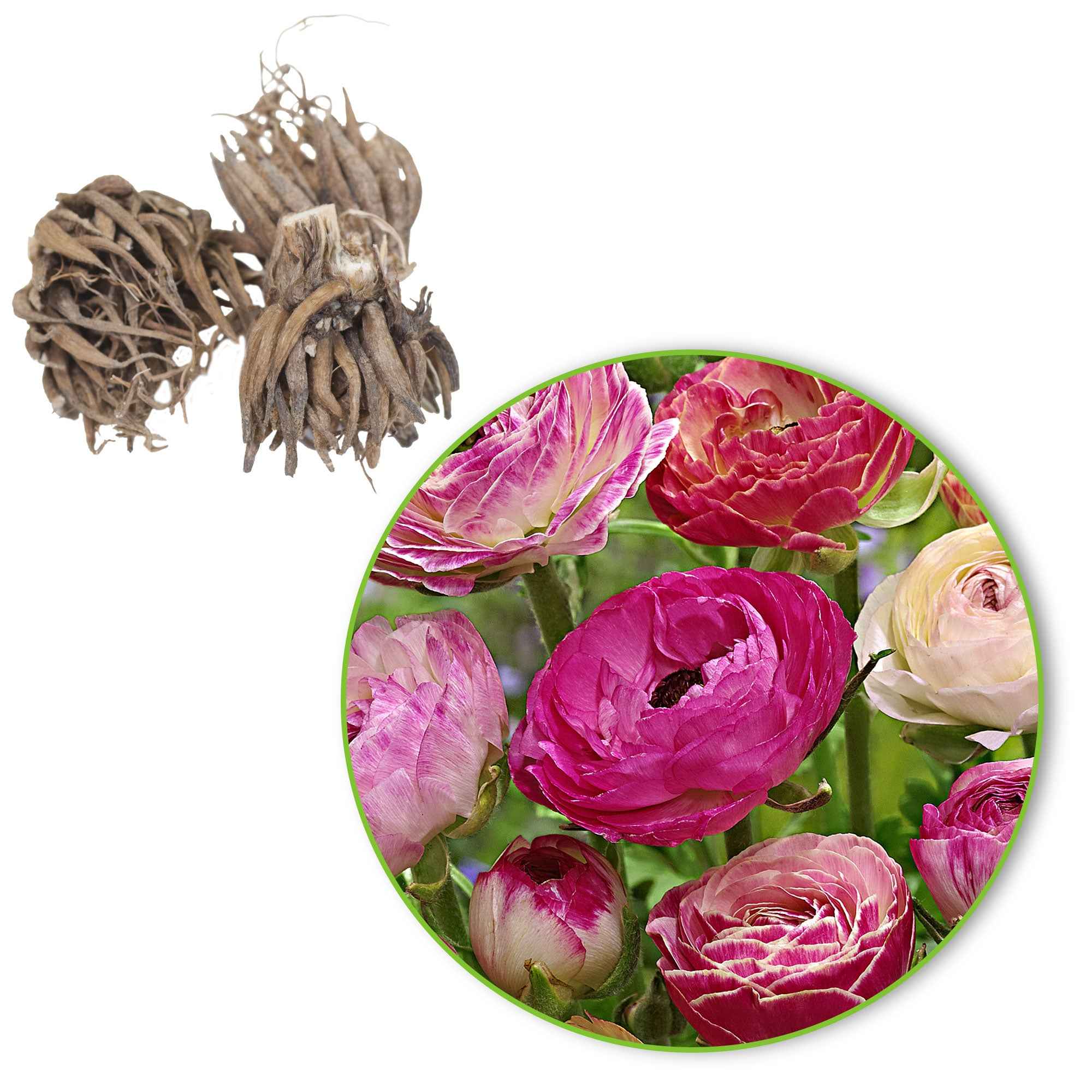 Ranonkel 'Peony Blend' (x15) - Image 2