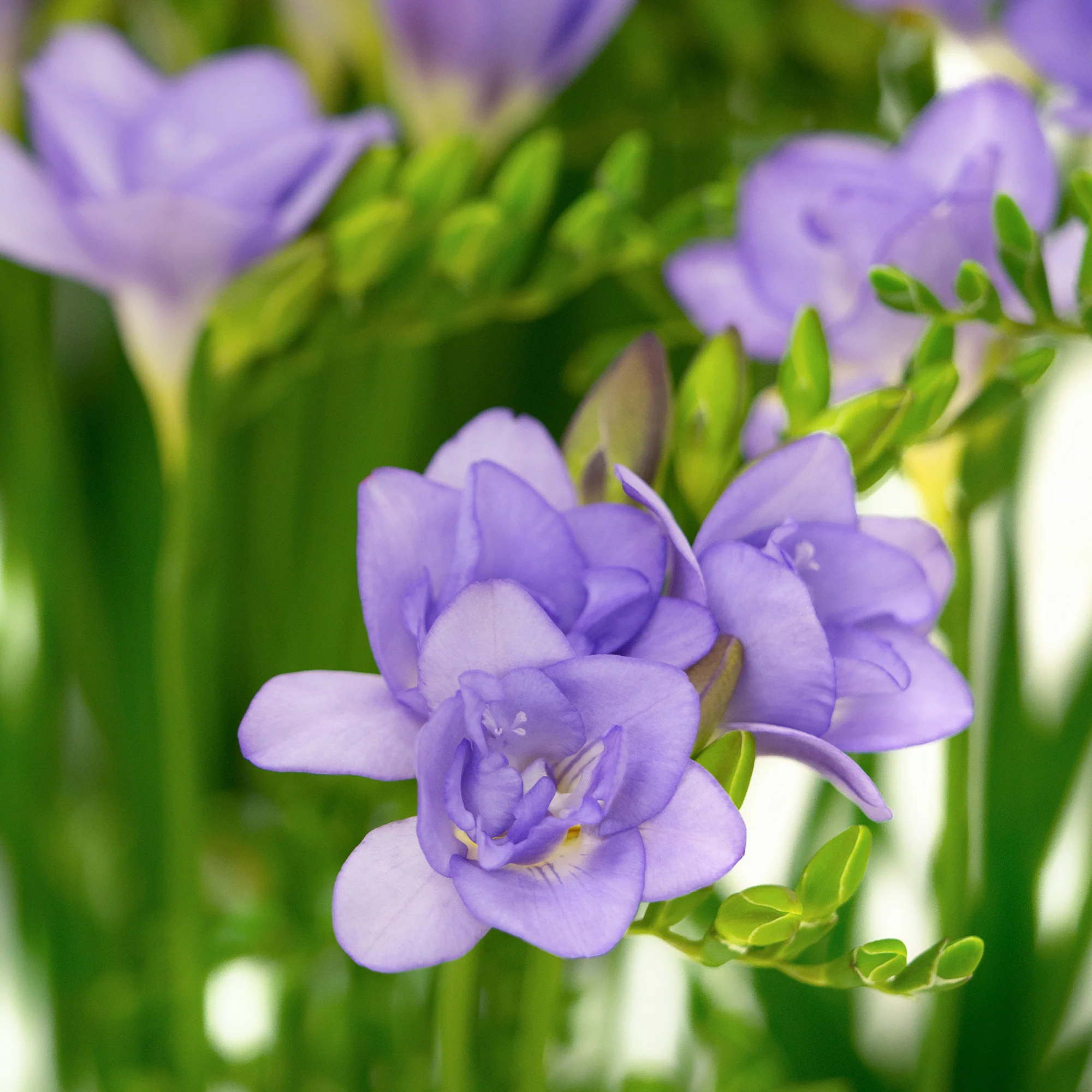 Miniatuur 1