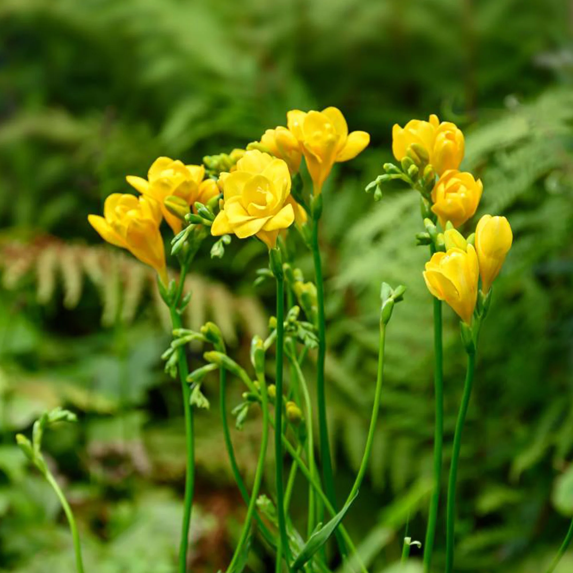 Dubbele gele freesia's (x25) - Image 2