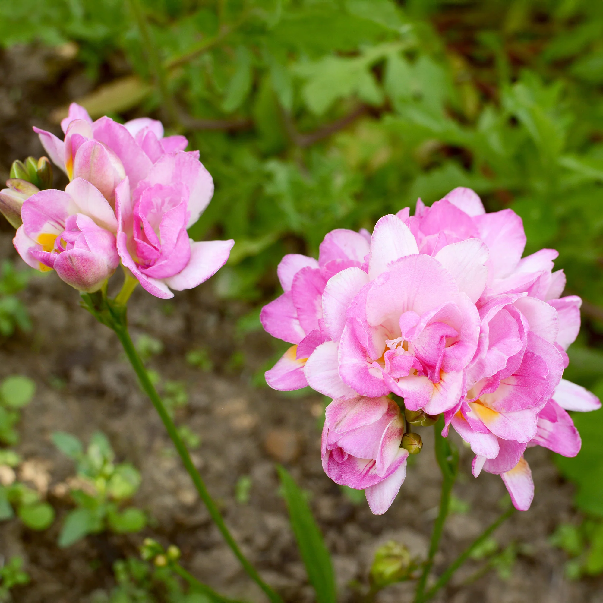 Dubbele roze fresia's (x25)