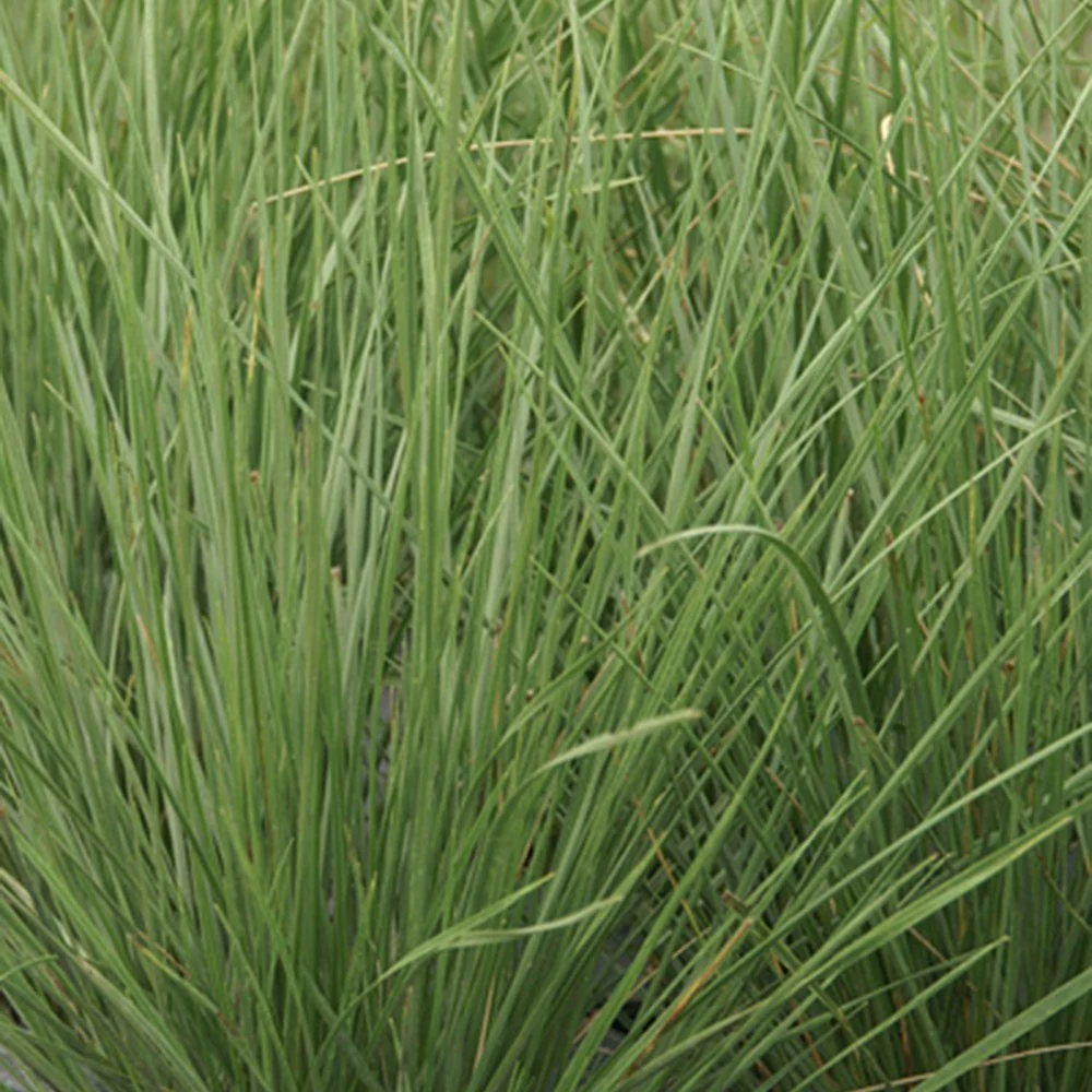 grijsgroen zwenkgras - Image 2
