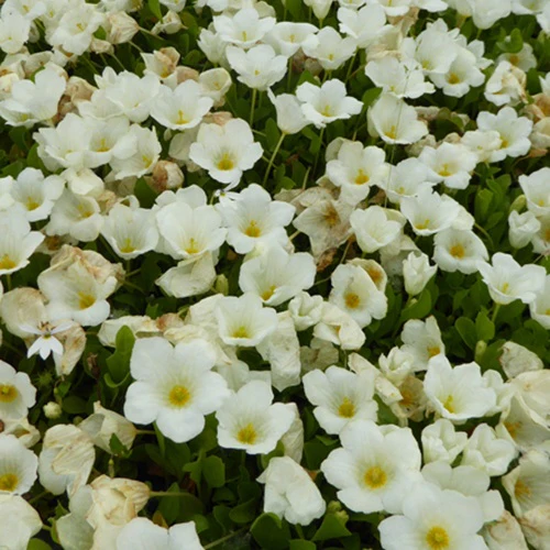 Witte beker
