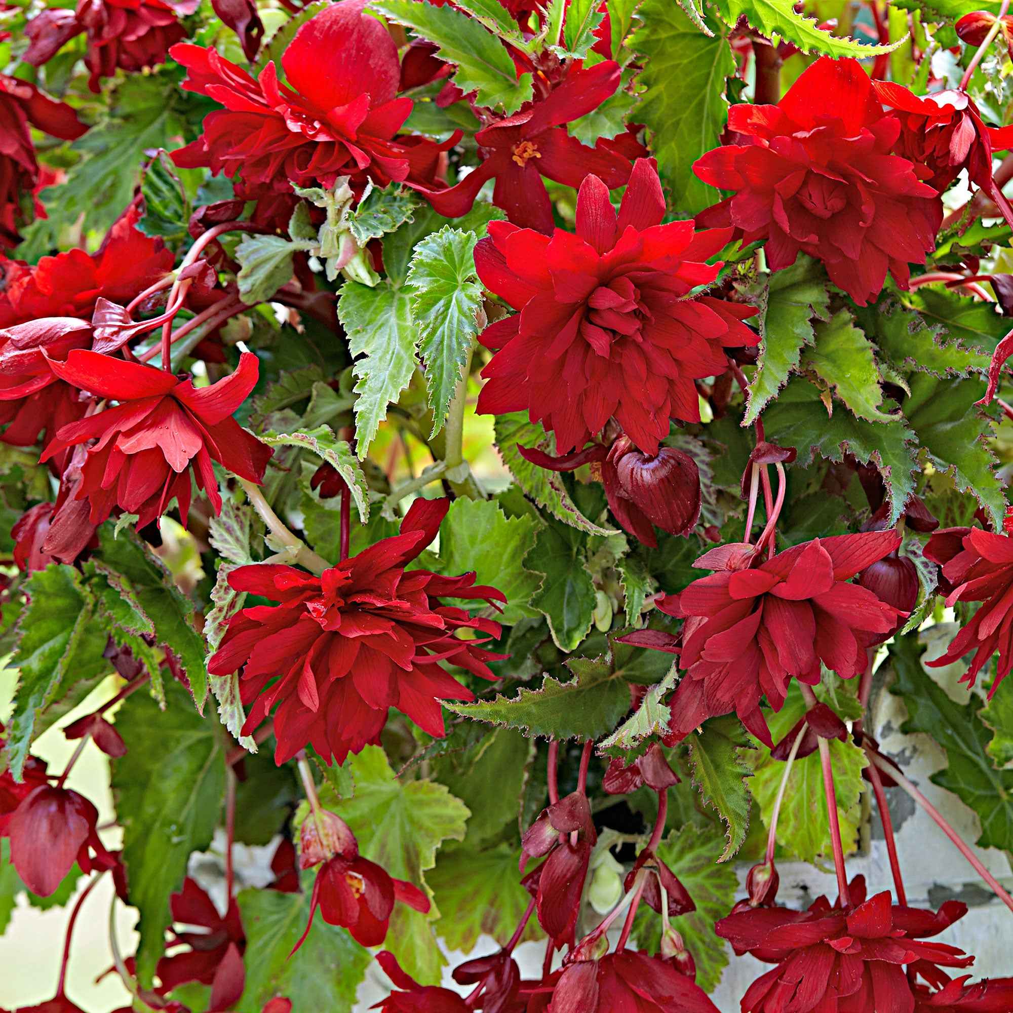 Hangbegonia 'Scarlet' (x5)