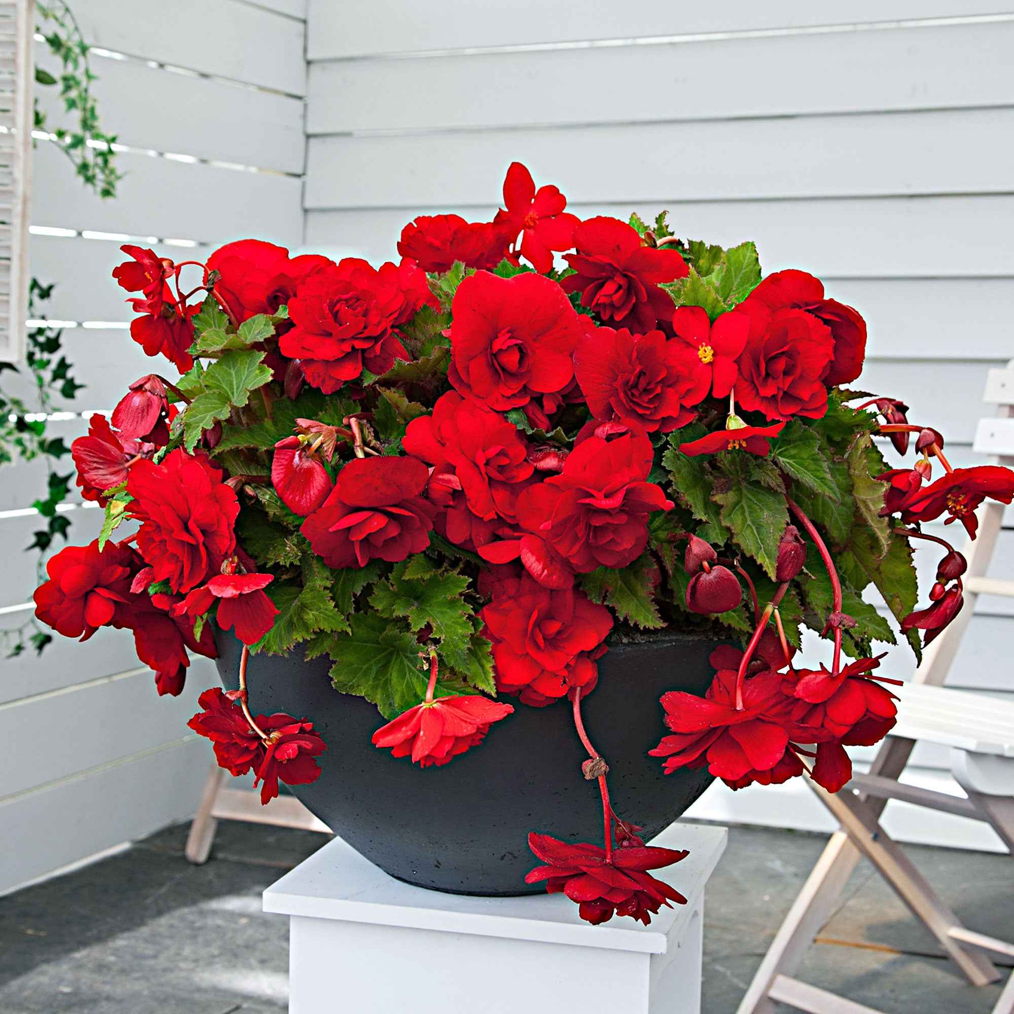 Hangbegonia 'Scarlet' (x5) - Image 2