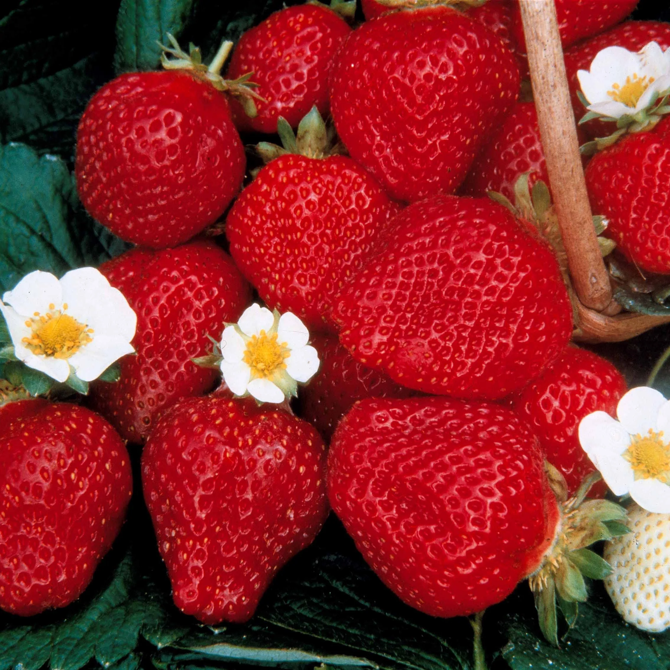 Miniatuur 2
