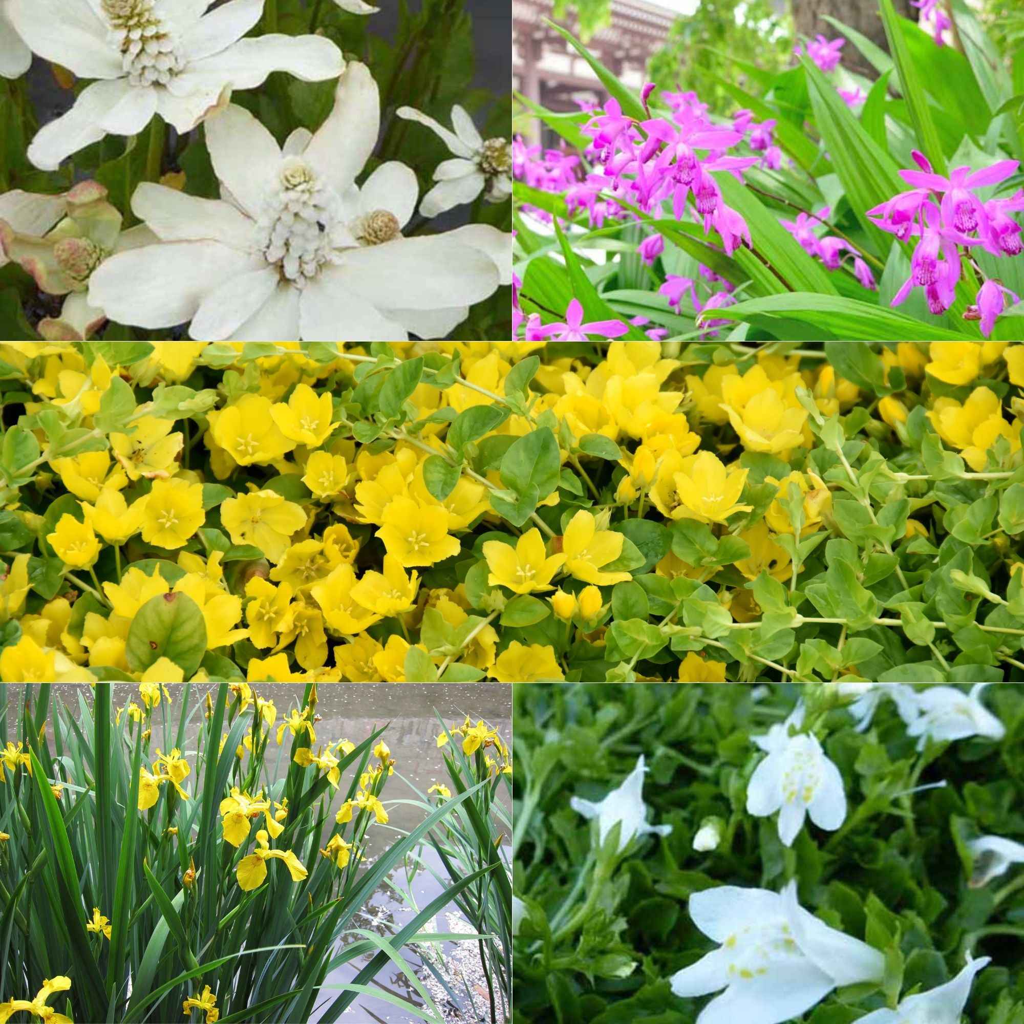 Gemengd bloeiende vijverplanten (x5)