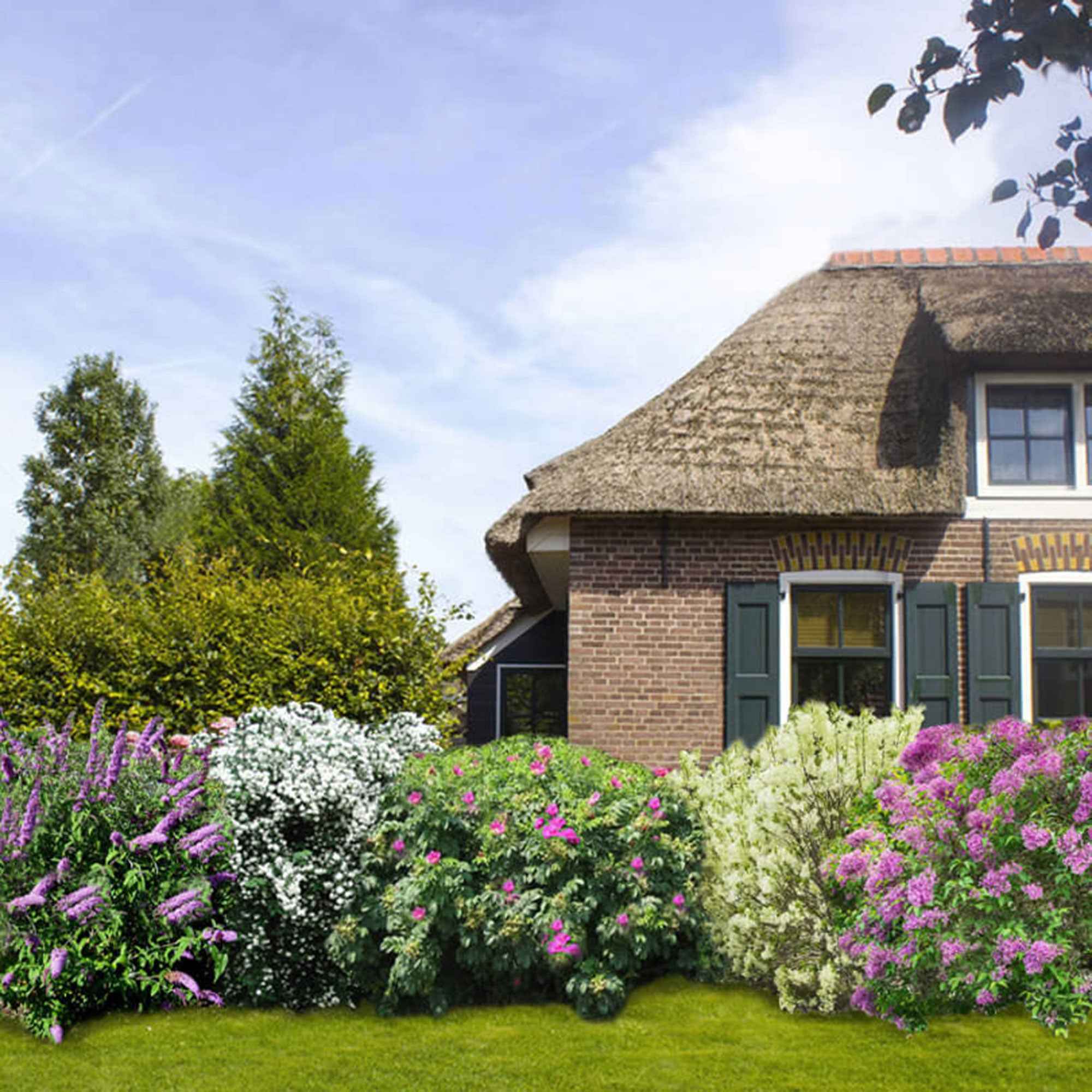 Geurende haag - Mix (x6)