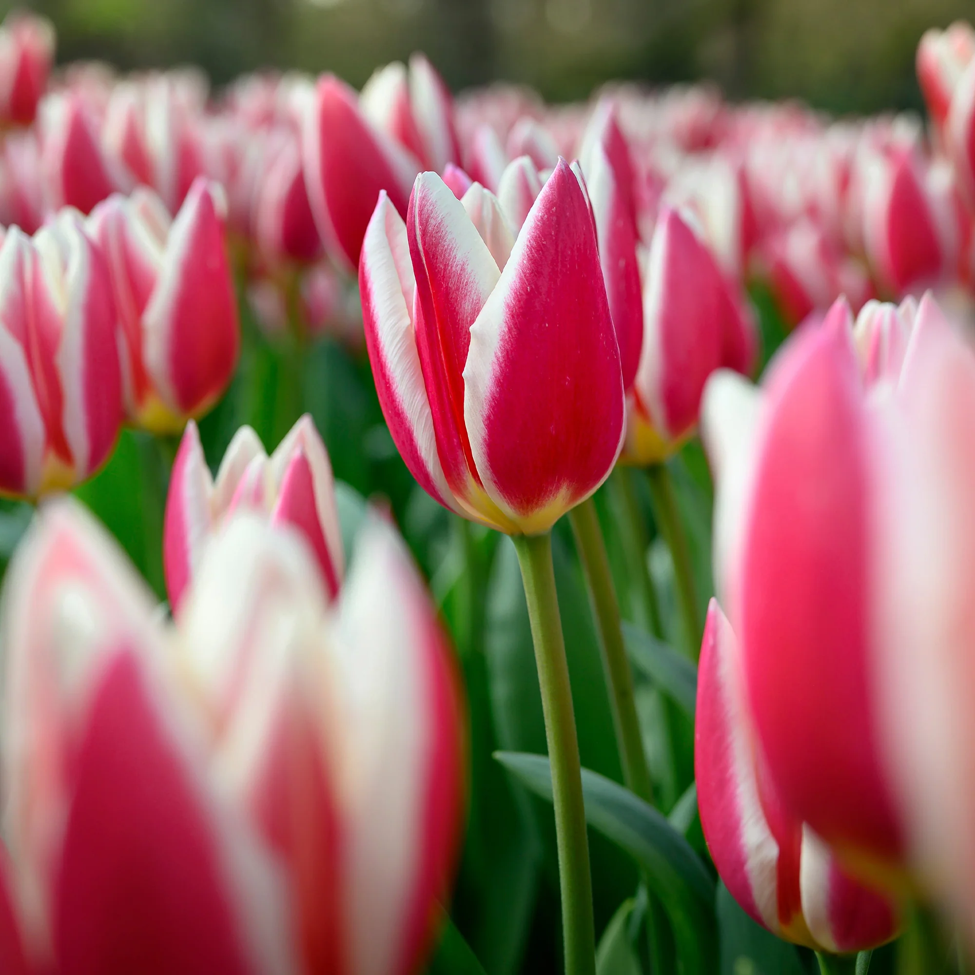 8 Darwintulpen Candy Apple Delight - Image 2