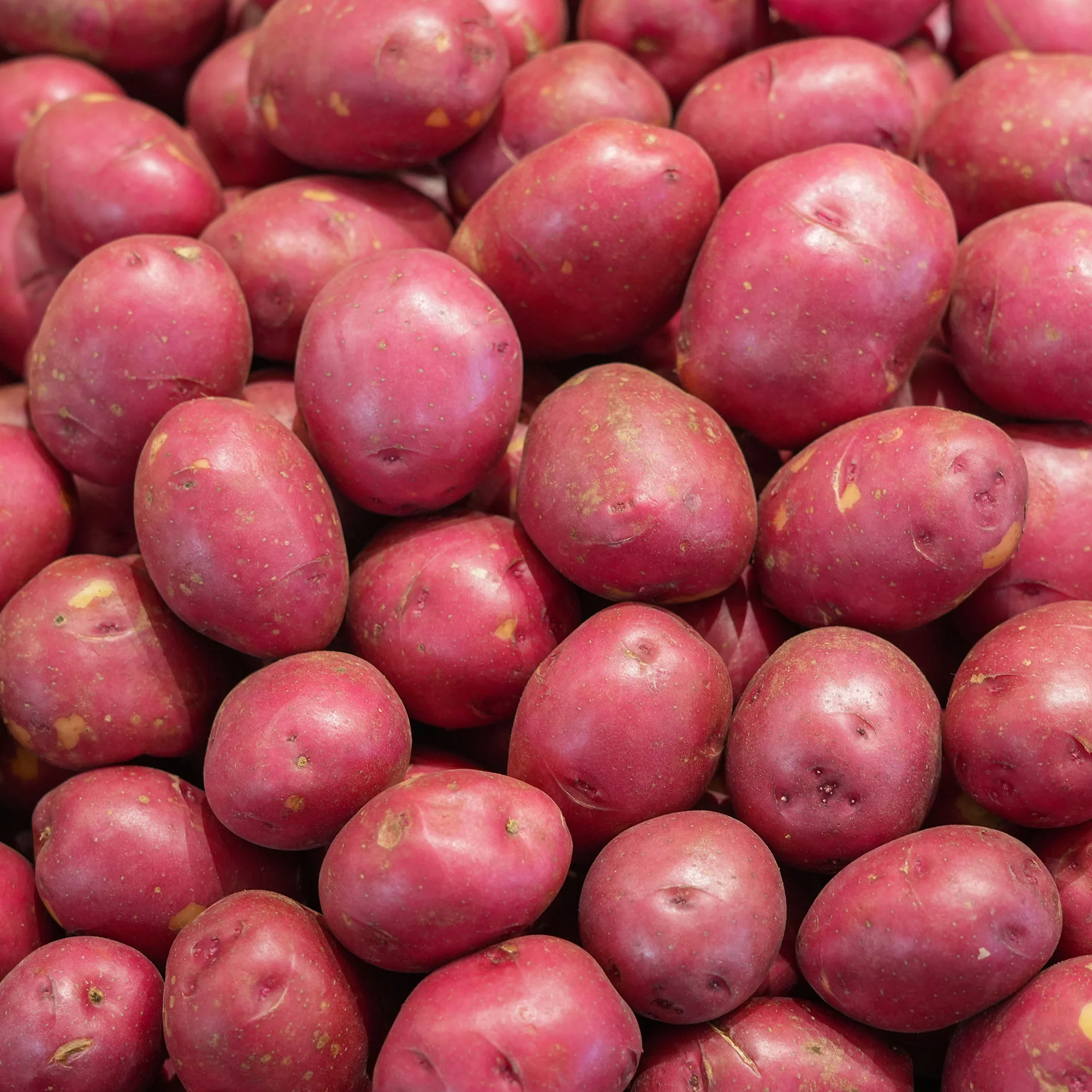 Aardappel 'Rouge des Flandres' (x10) - Image 3