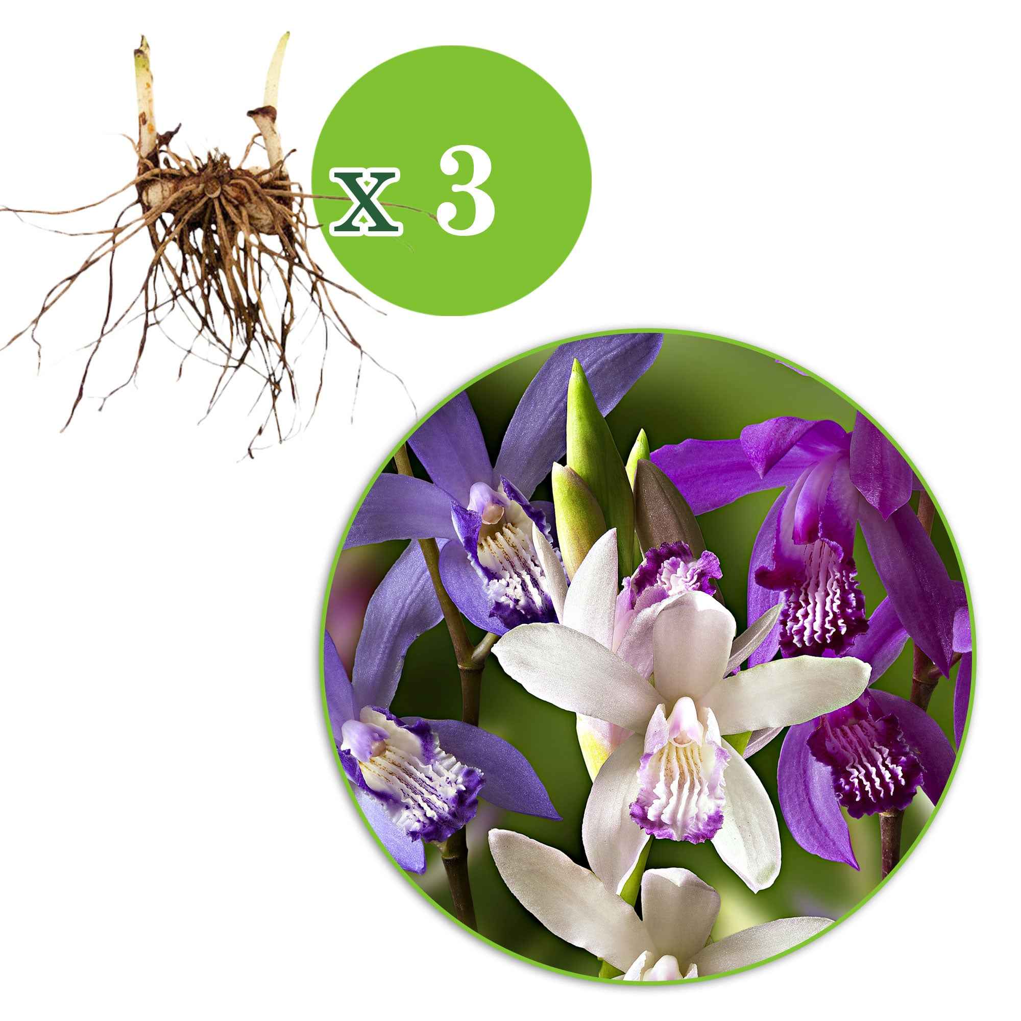 Miniatuur 2