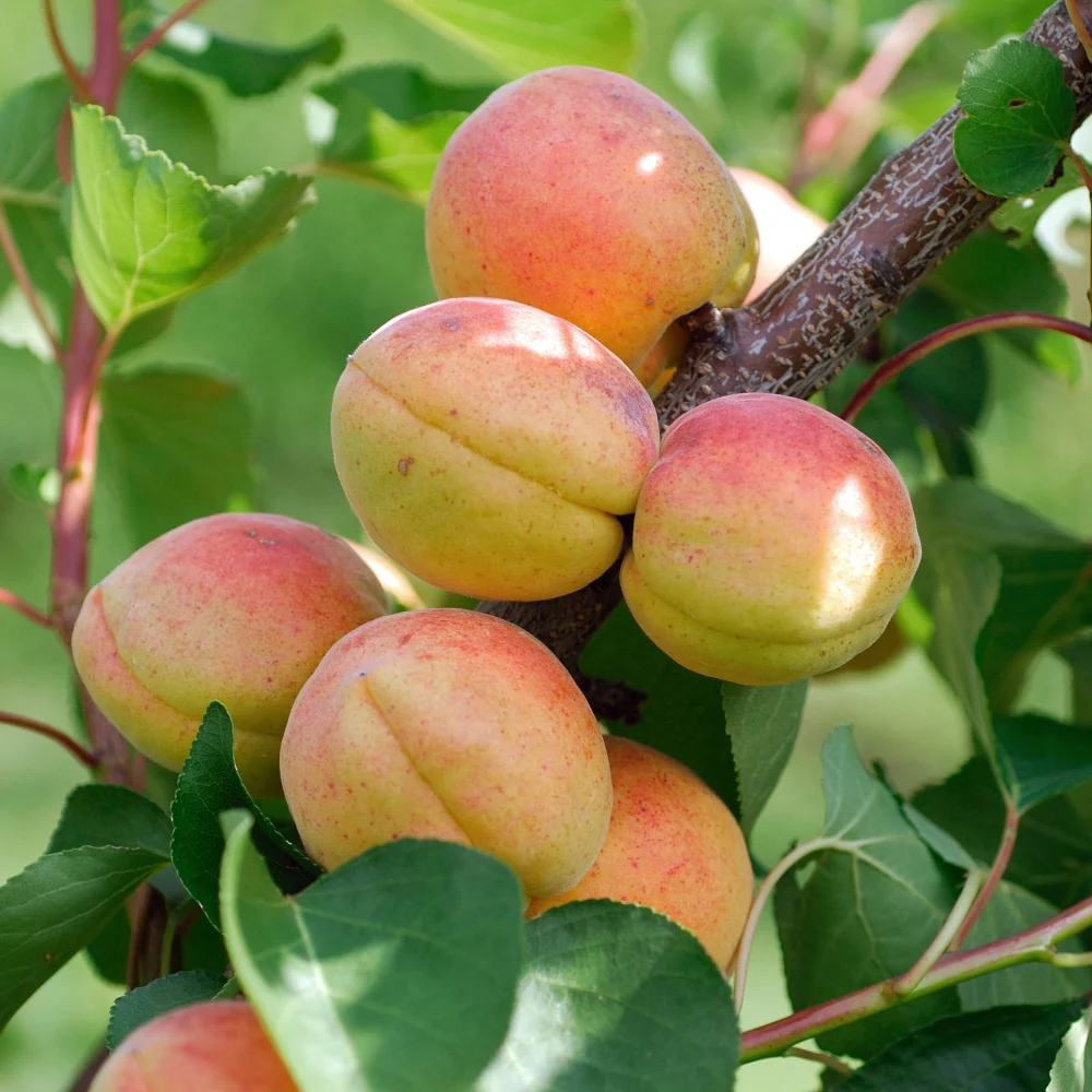 Abrikozenboom 'Rouge du Ruossillon'