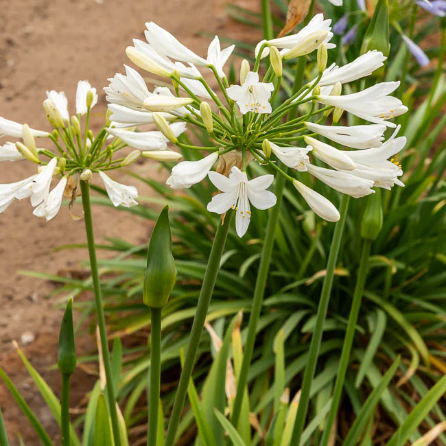 Afrikaanse lelie 'Albus' - Image 3