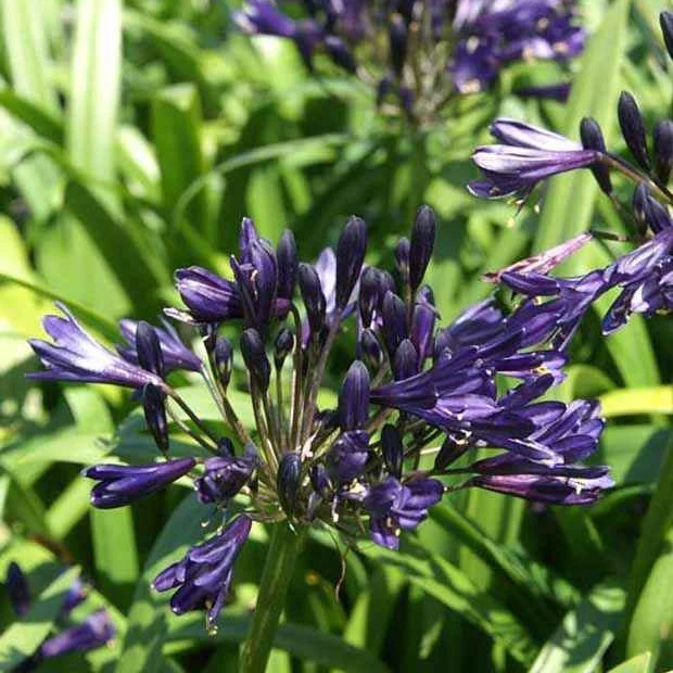 Afrikaanse lelie 'Pitchoune Violet'