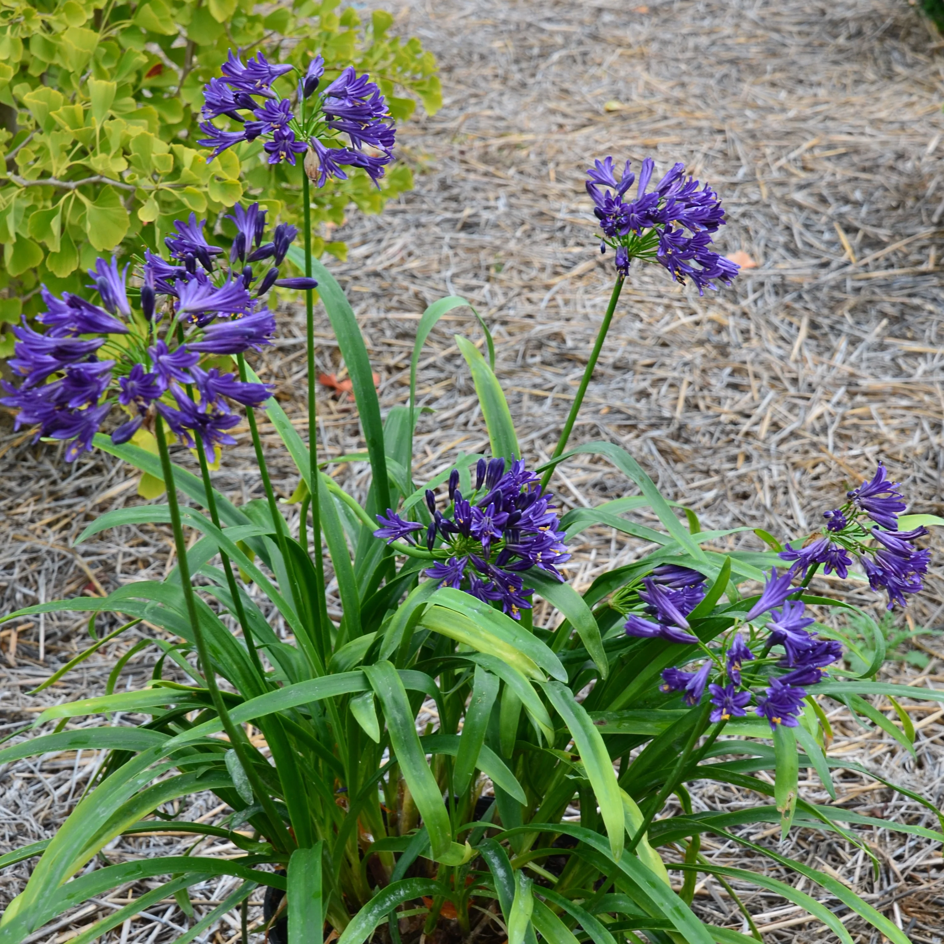 Afrikaanse lelie 'Pitchoune Violet' - Image 3