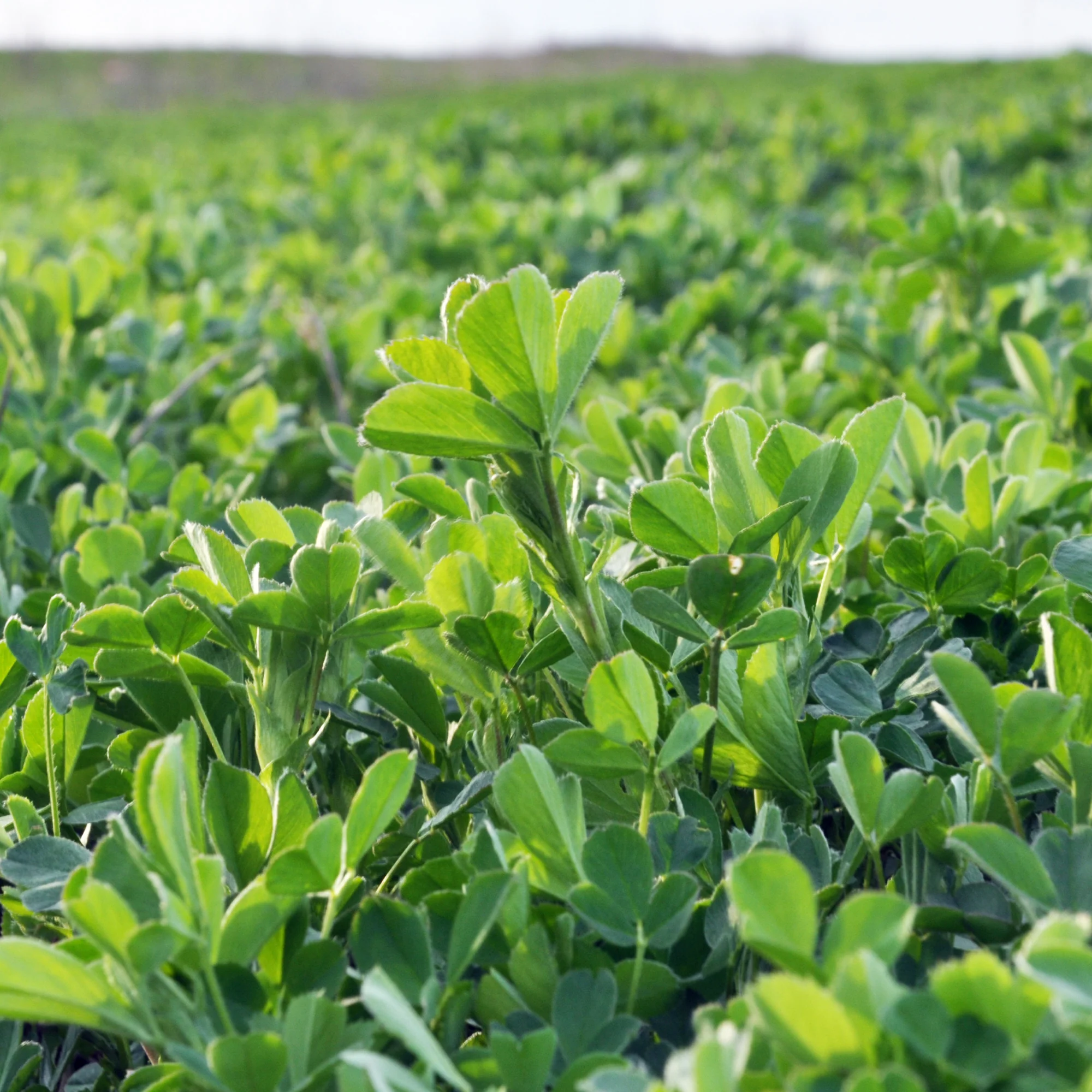 Alfalfa Medicago sativa - Image 2