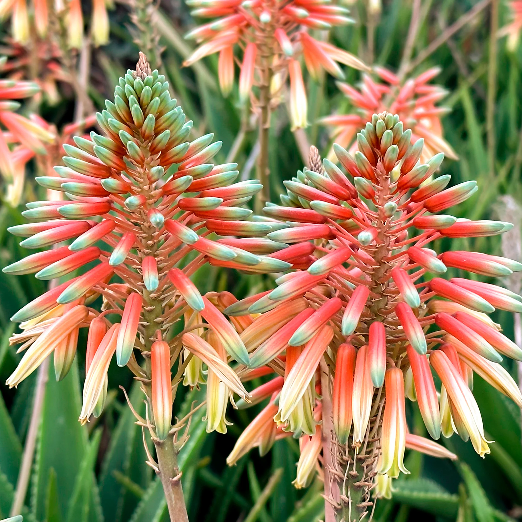 Aloe 'Safari Sunrise'® - Image 5