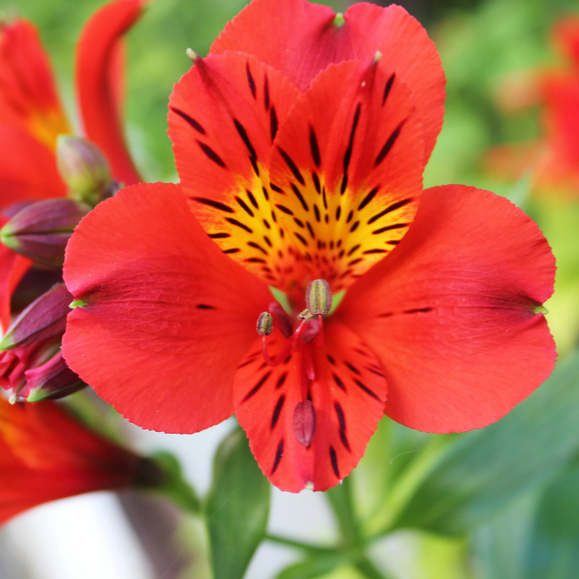 Alstromeria Little Miss Zoe ®