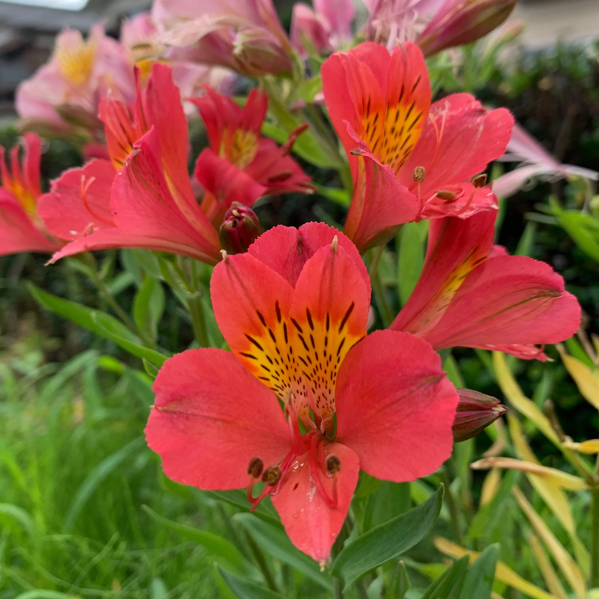 Alstromeria Little Miss Zoe ® - Image 2