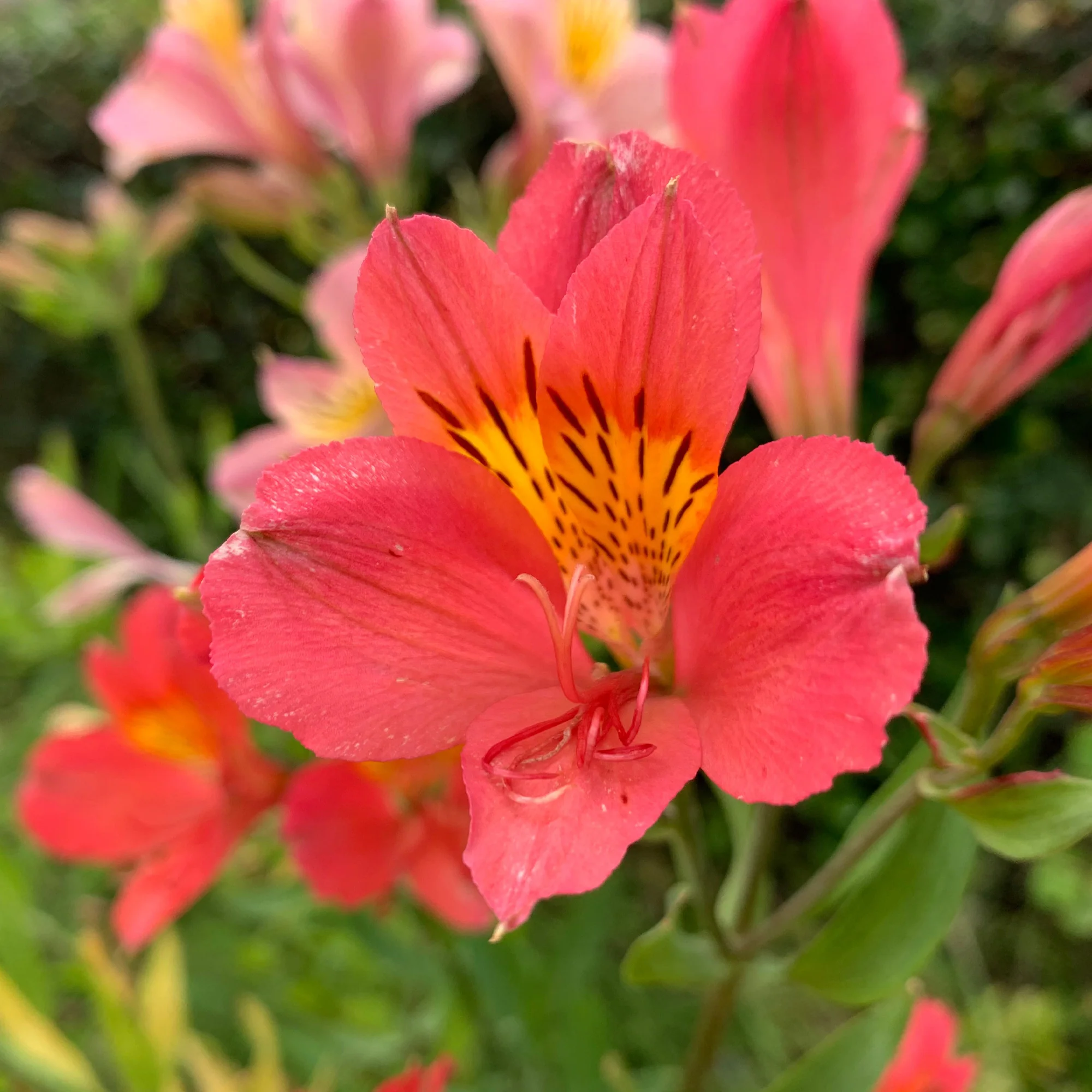Alstromeria Little Miss Zoe ® - Image 3