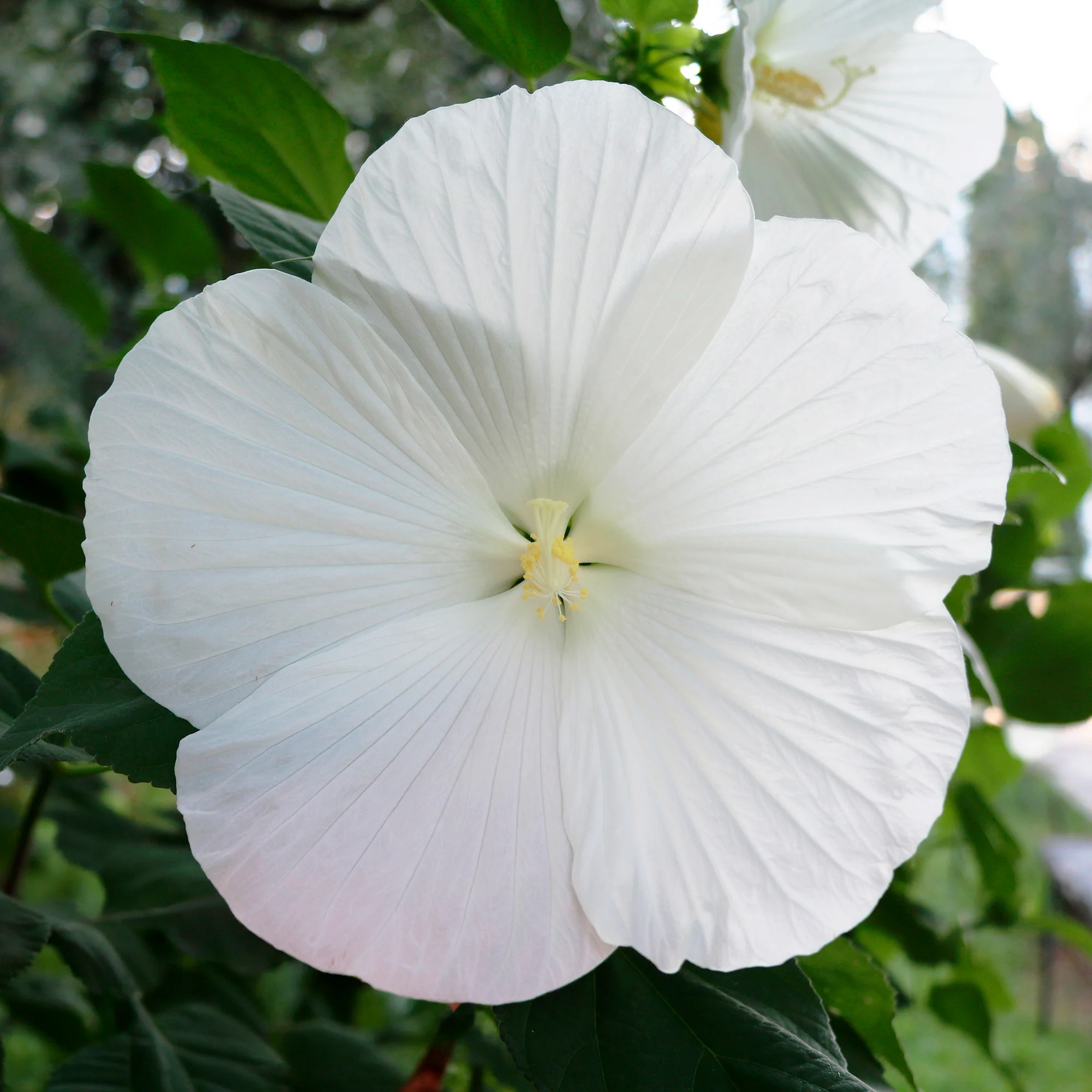 Altheastruik 'Extreme Pure White'