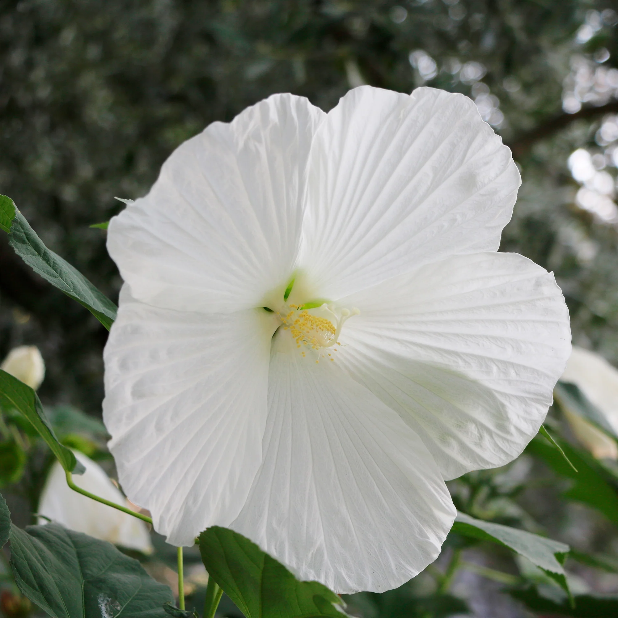 Altheastruik 'Extreme Pure White' - Image 3