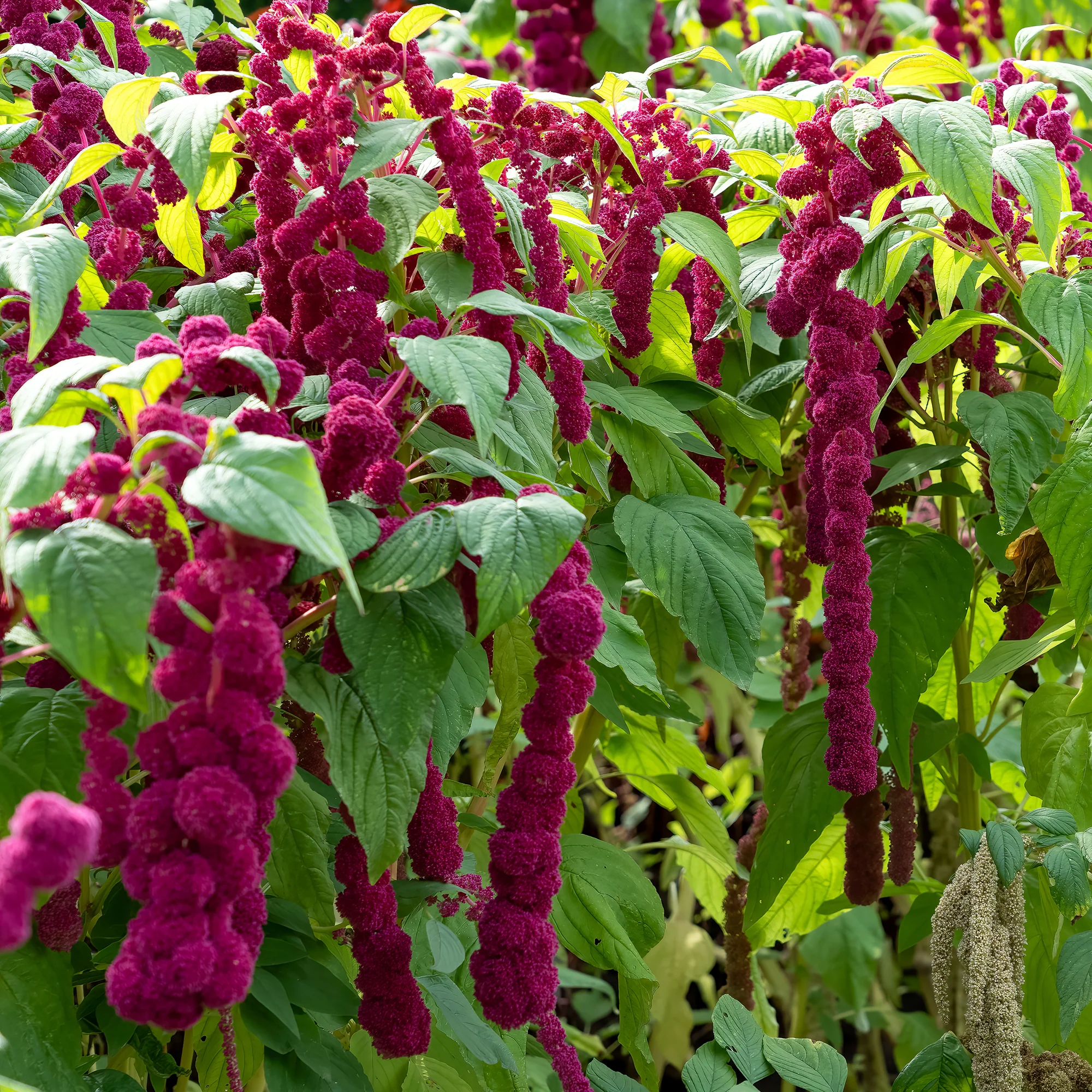 Amarante gibbosus - Dreadlocks - Image 3