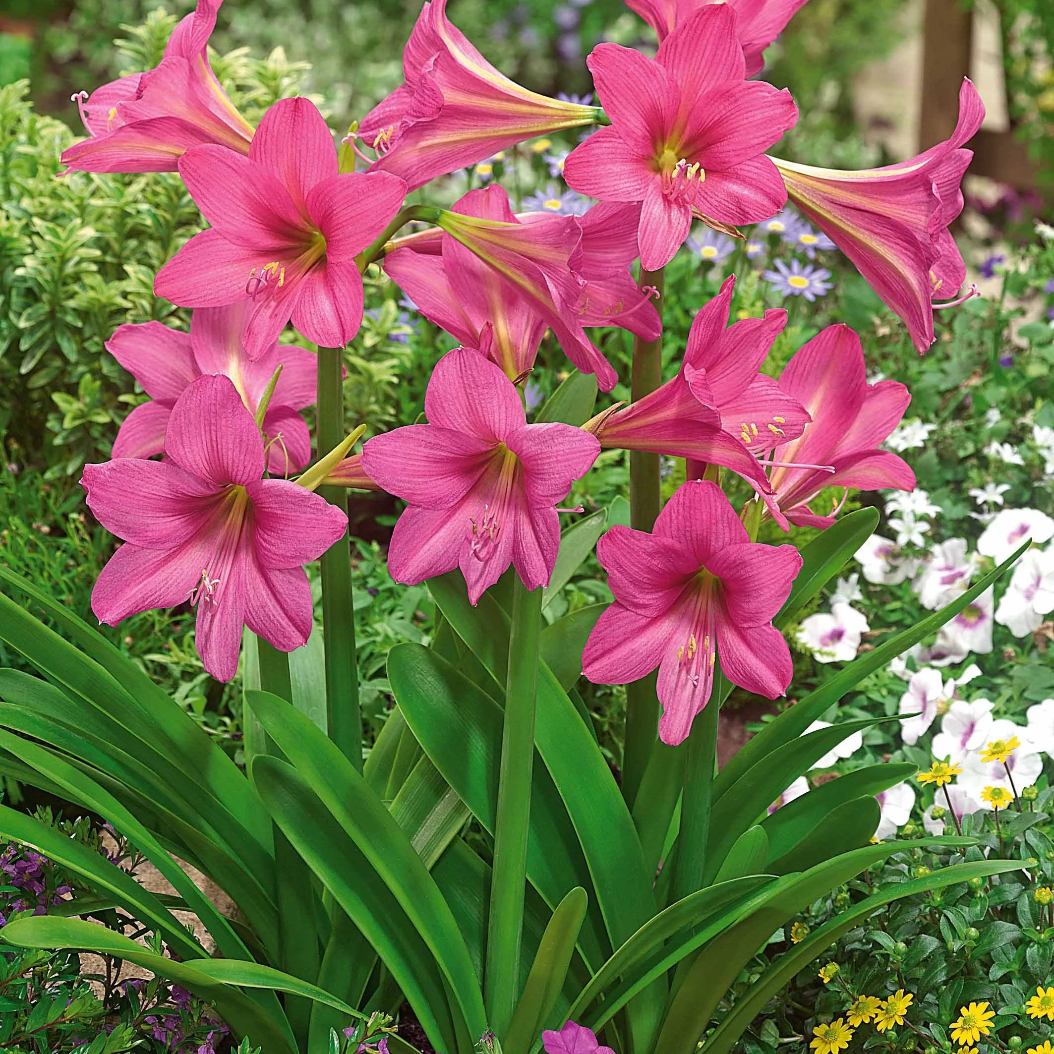 Amaryllis 'Sweet Sixteen'