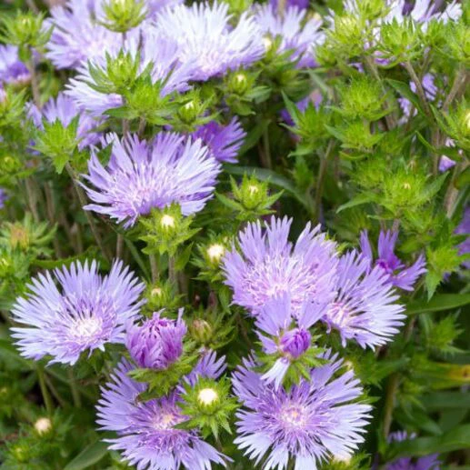 Amerikaanse Blauwe Korenbloem Mels Blue - Image 2