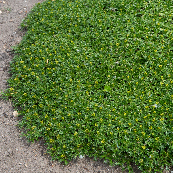 Andeskruid - Image 2