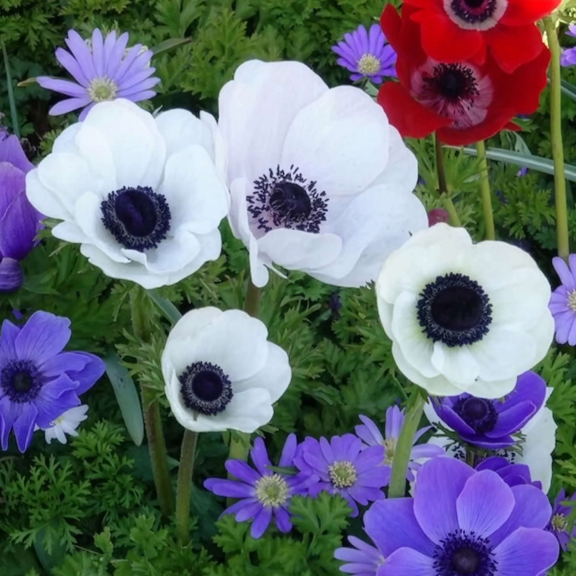 Anemonen coronaria The Bride - Image 3