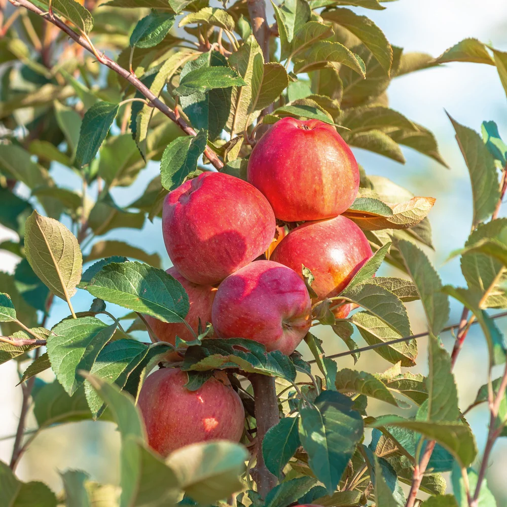 Appel Summerred
