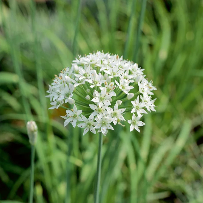 Aromatische collectie #2 - Image 3