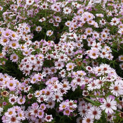 Aster Kylie