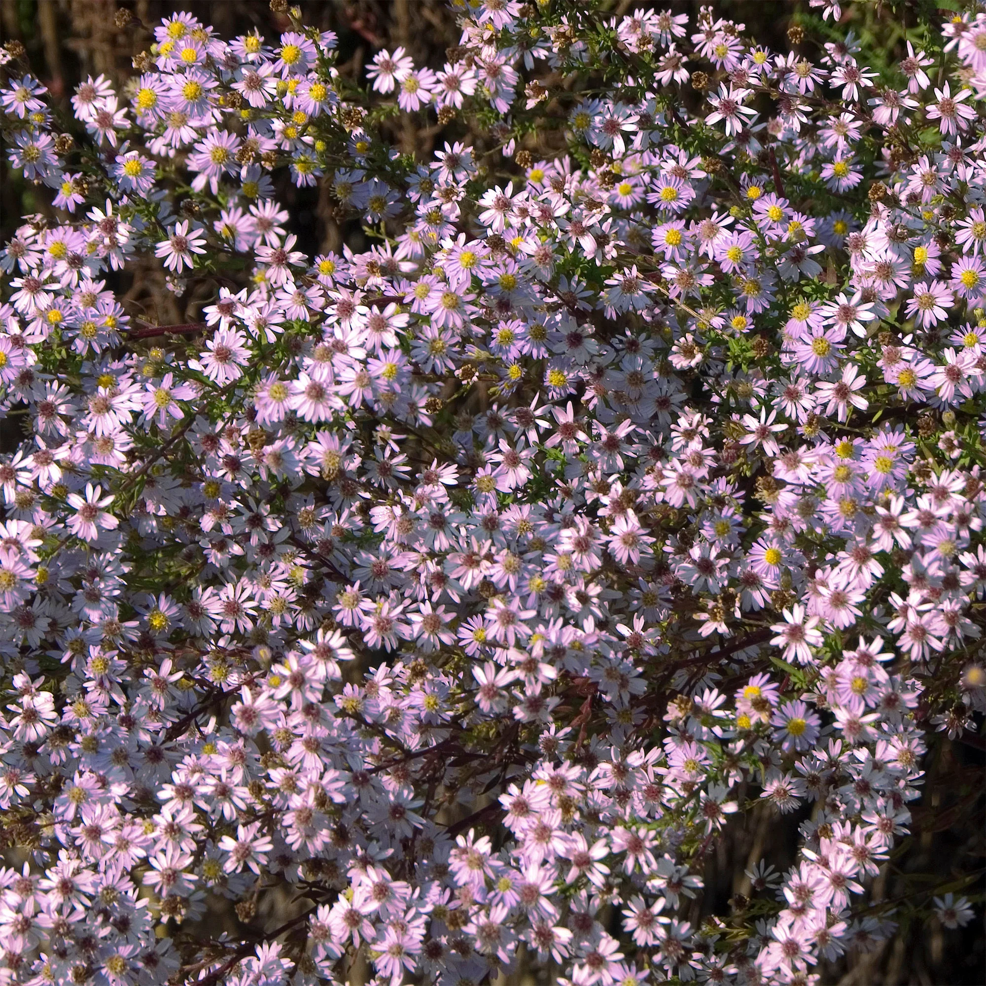 Aster Pink Star