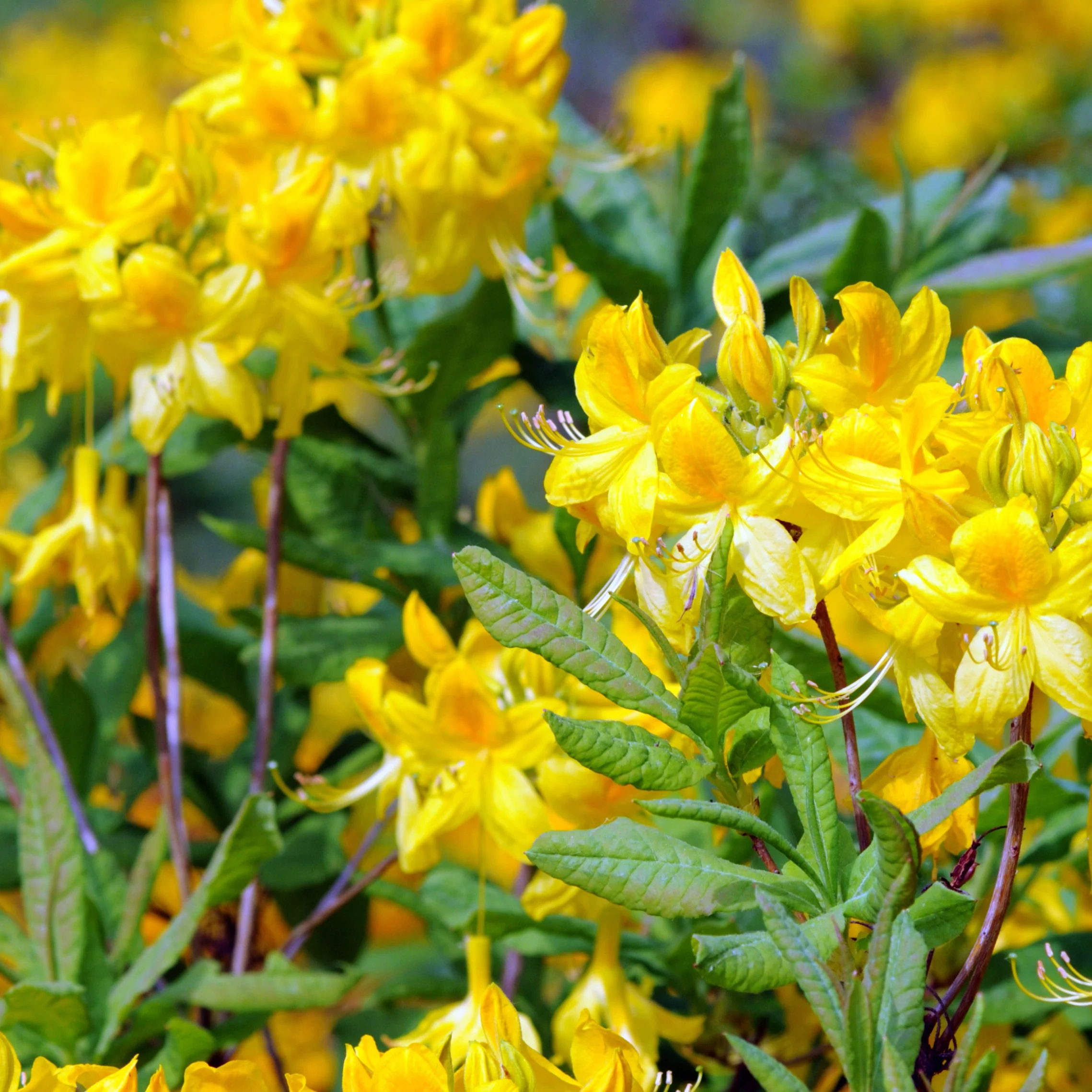 Azalea - geel