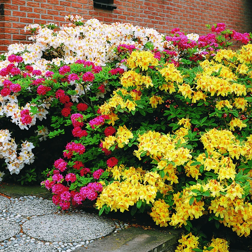 Azalea - geel - Image 2