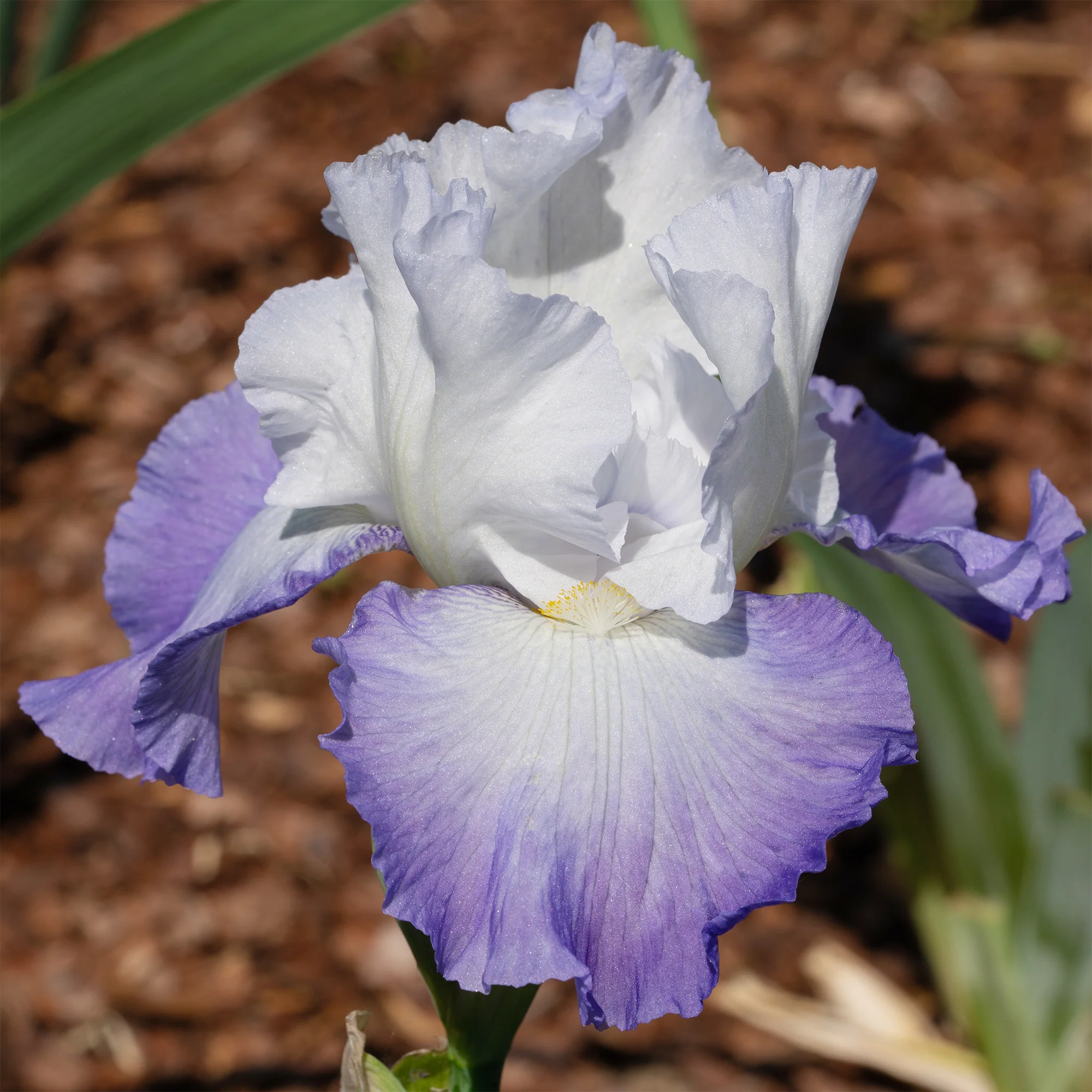 Baardiris Alizés