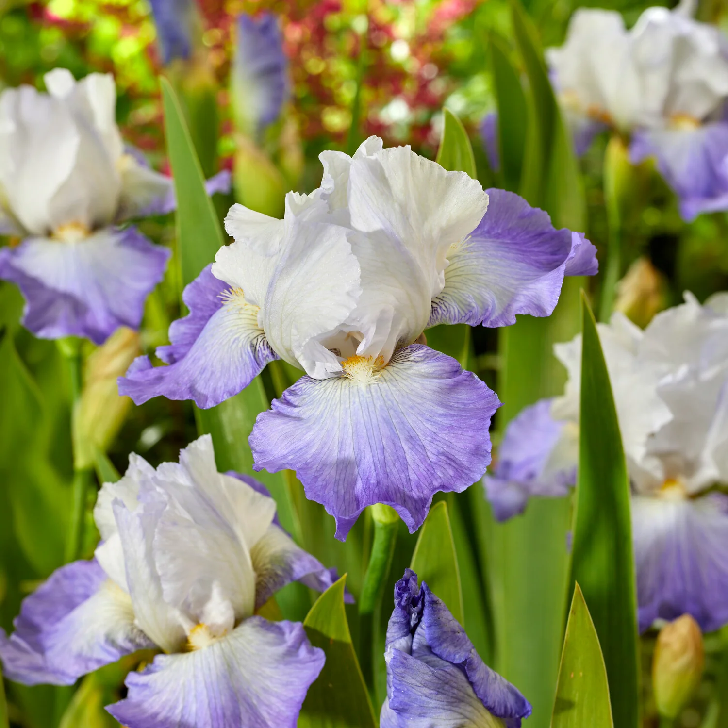 Baardiris Alizés - Image 2