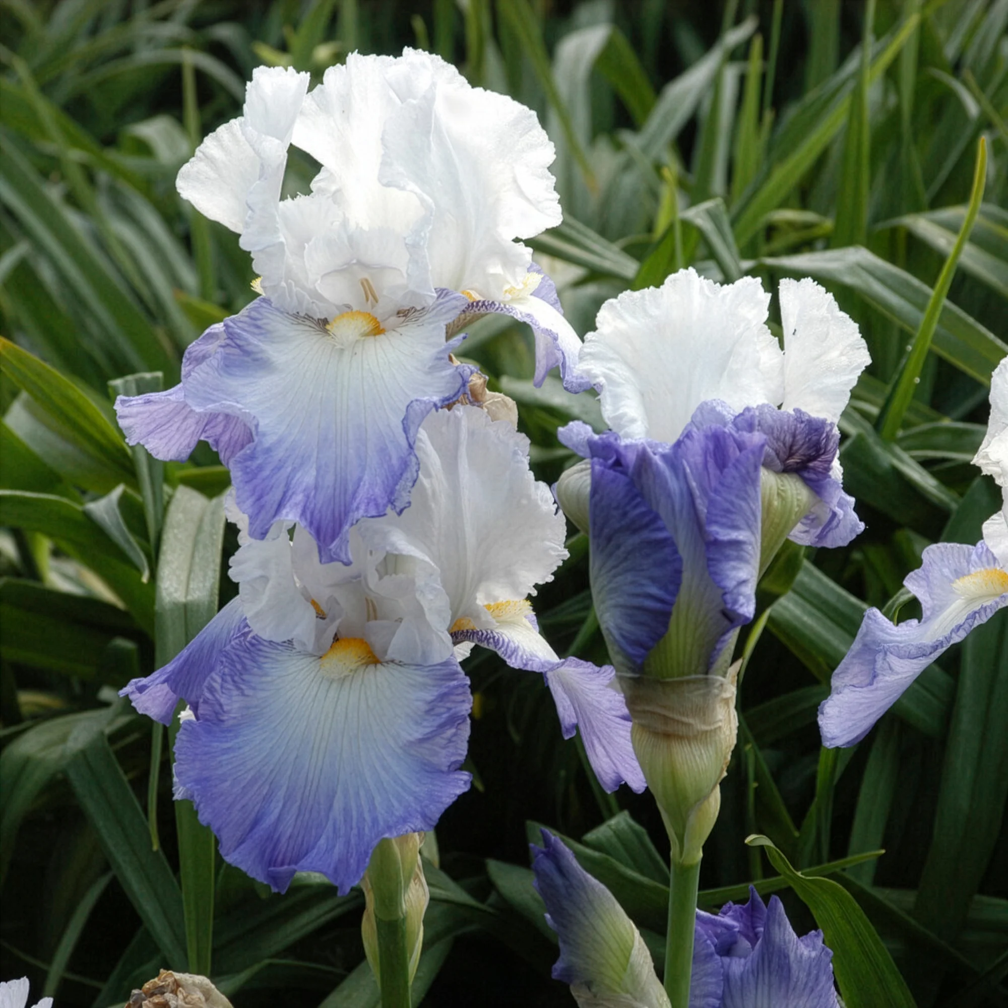 Baardiris Alizés - Image 3