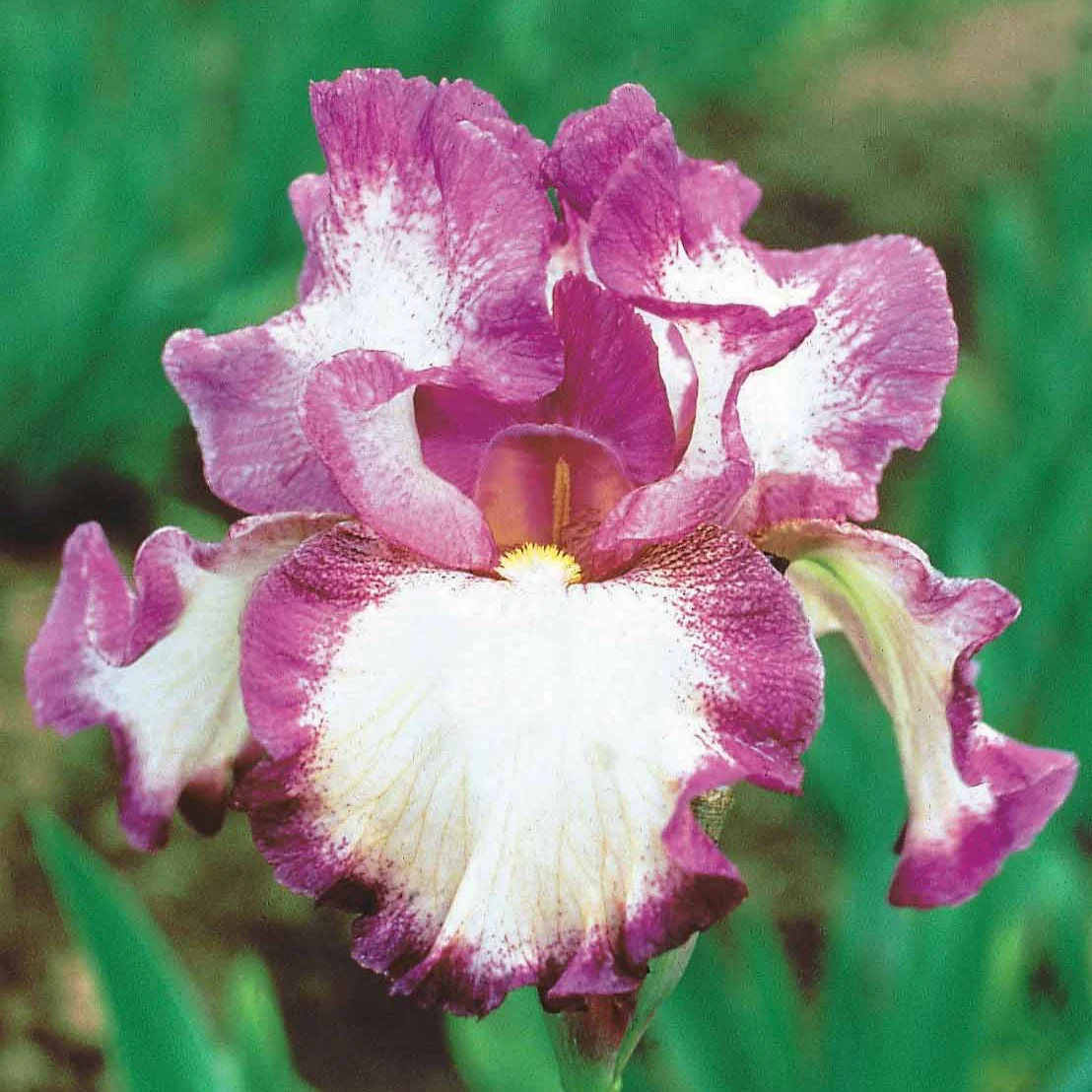 Baardiris 'Autumn Encore' (x3) - Image 2