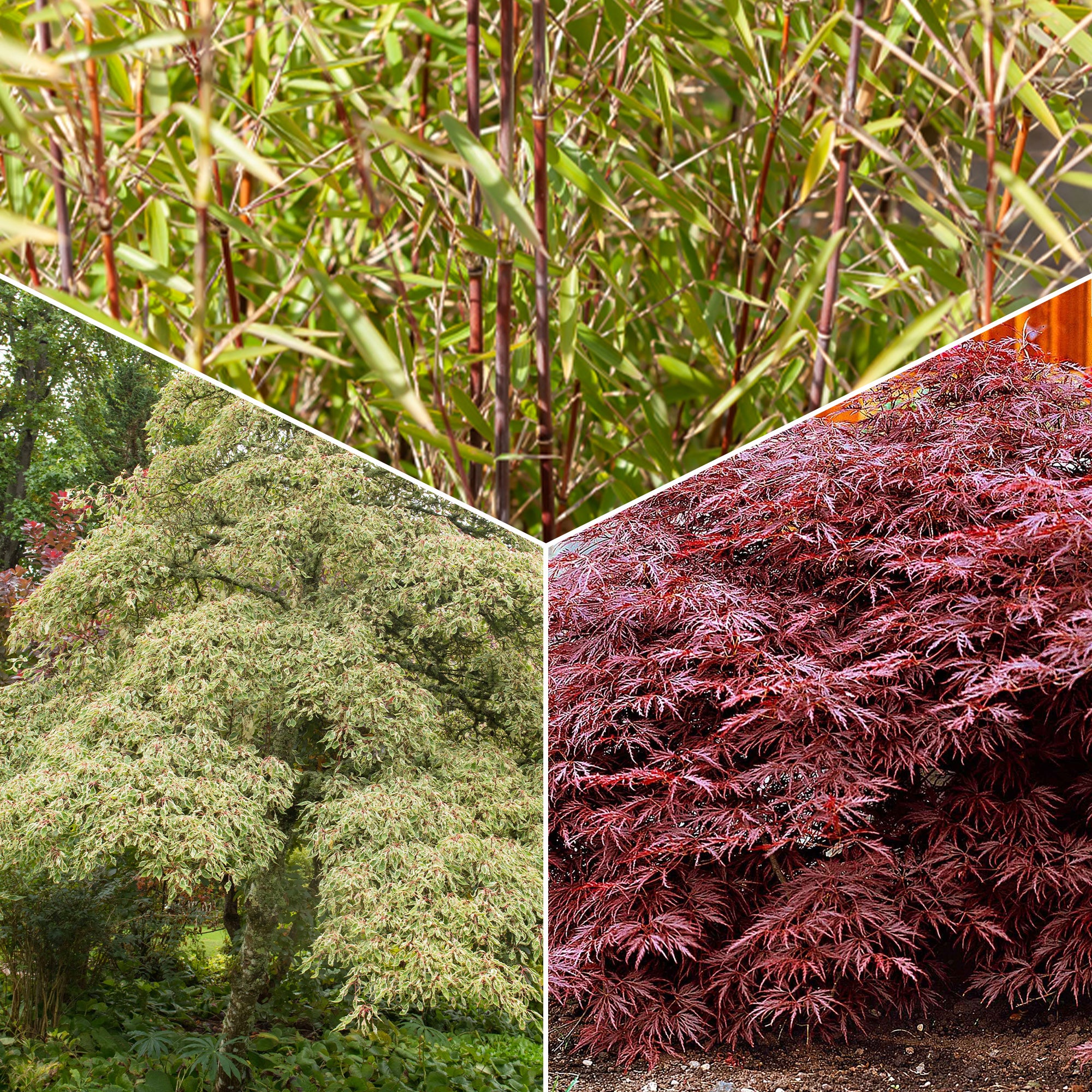 Bamboe, Reuzenkornoelje, Japanse esdoorn (x3)