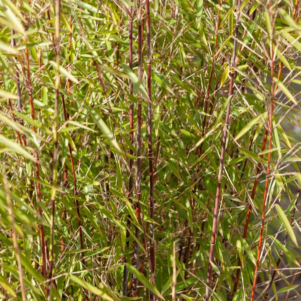 Bamboe, Reuzenkornoelje, Japanse esdoorn (x3) - Image 2