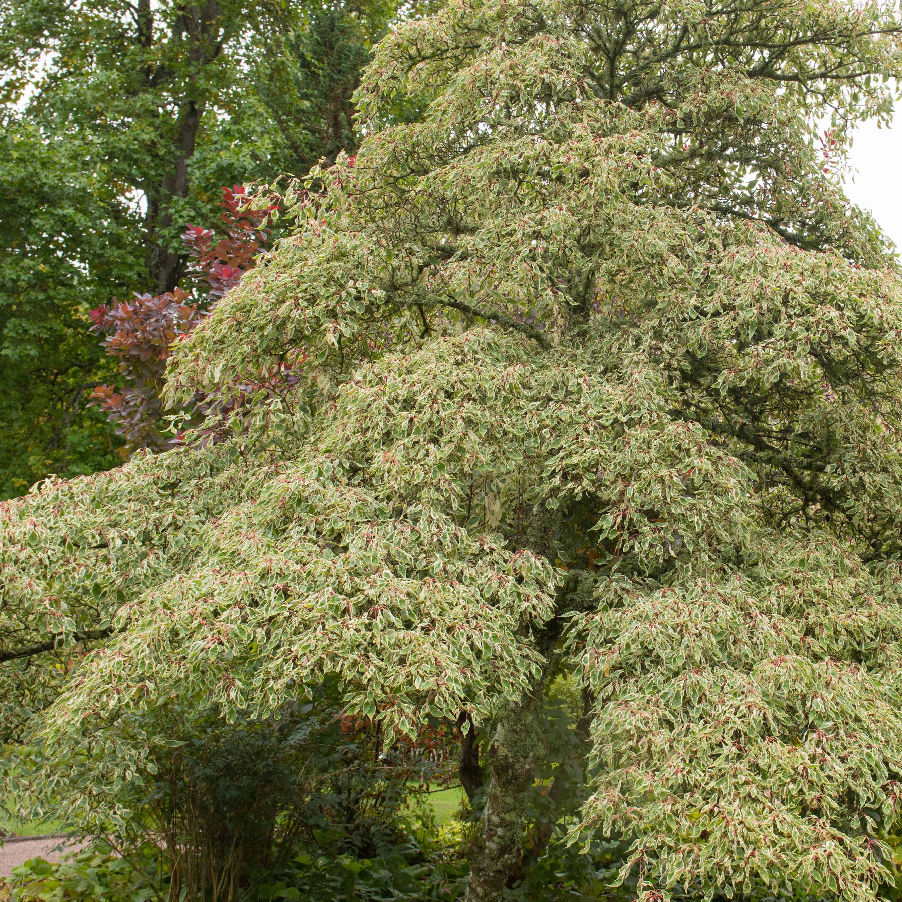 Bamboe, Reuzenkornoelje, Japanse esdoorn (x3) - Image 3