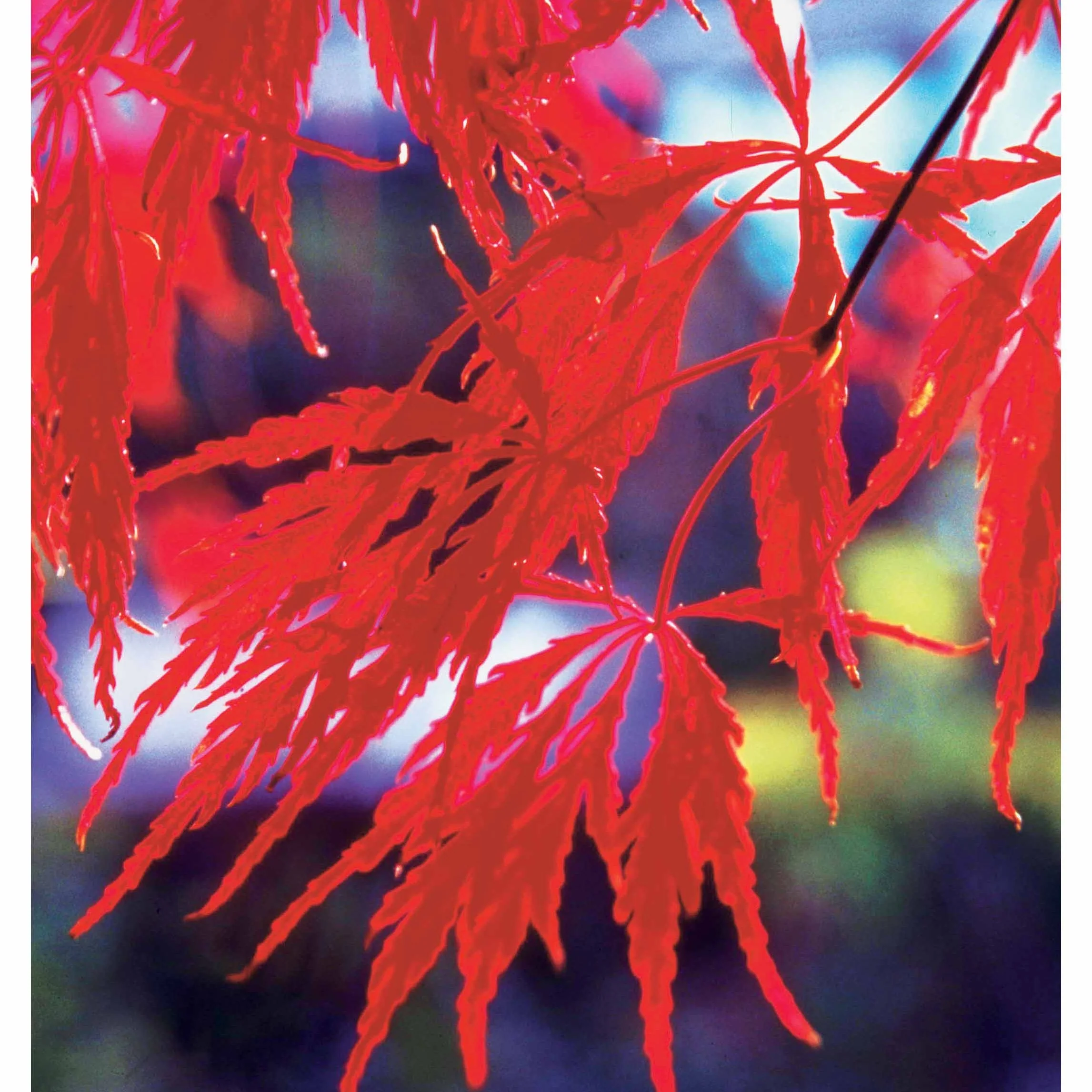 Bamboe, Reuzenkornoelje, Japanse esdoorn (x3) - Image 5