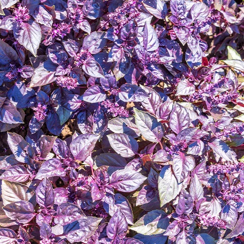 Basilicum 'Dark Opal' - BIO - Image 4