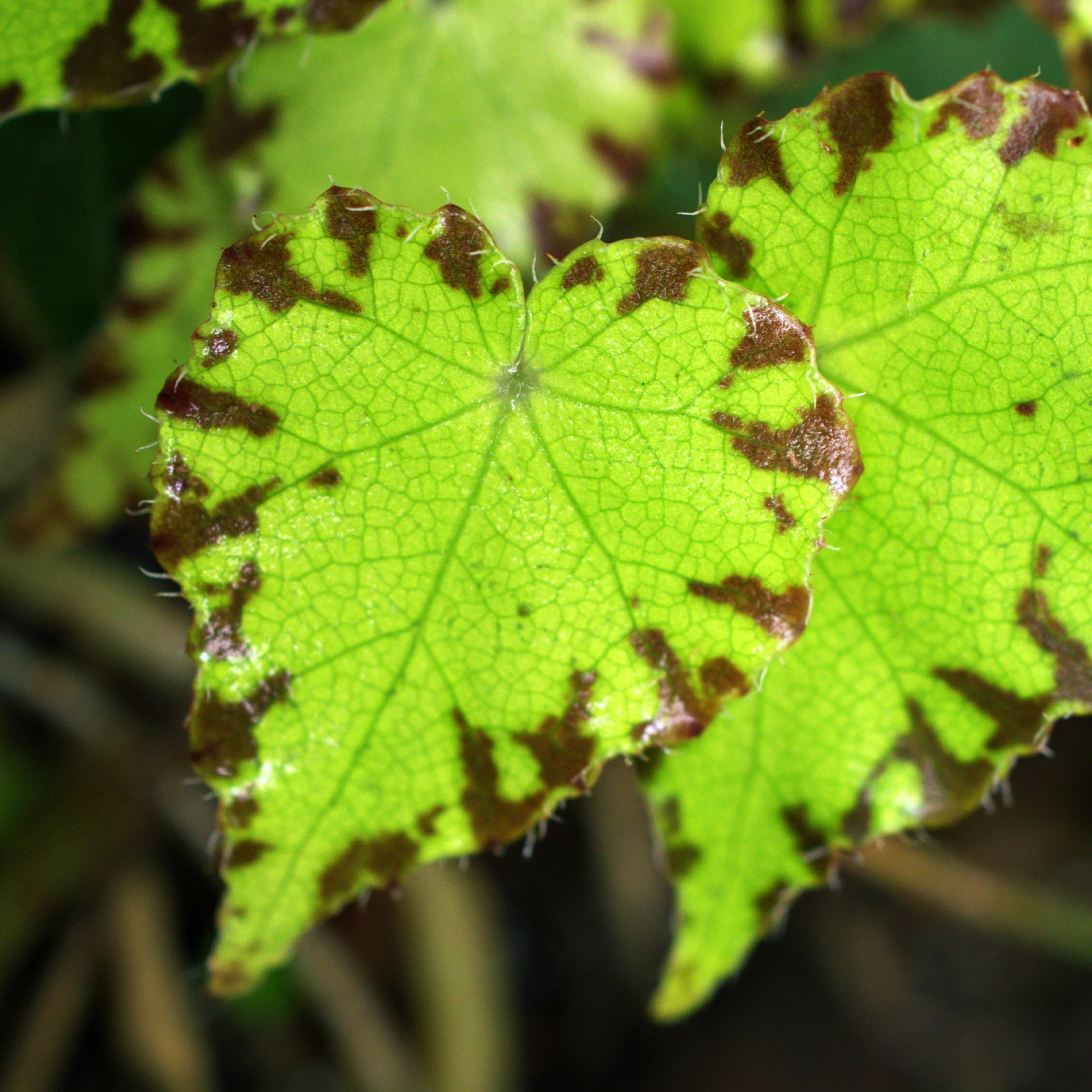 Begonia Lima Love