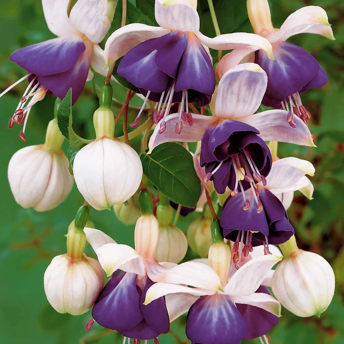Bellenplant 'Blue Angel' (x3) - Image 2