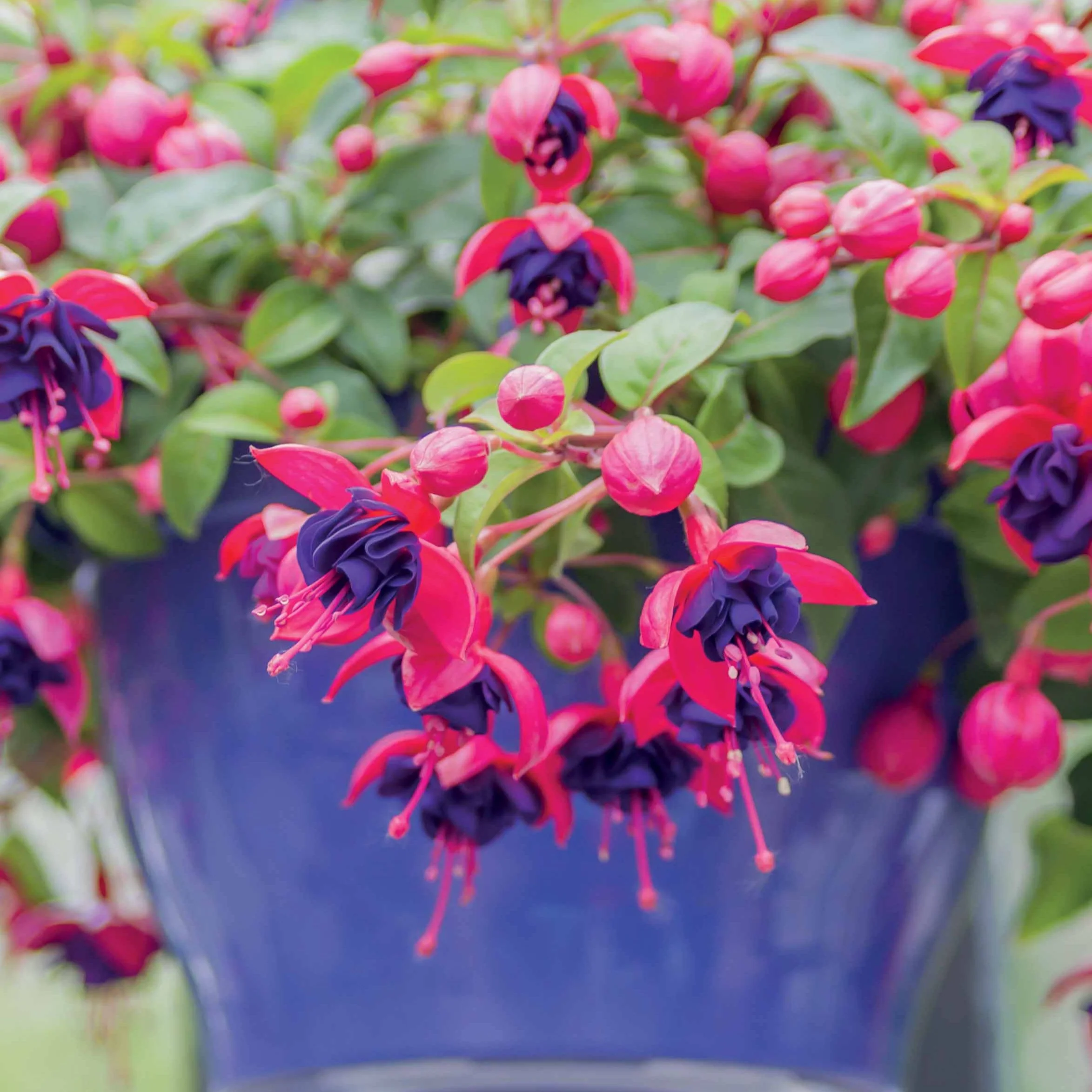 Bellenplant 'Dark Eyes' (x3) - Image 2
