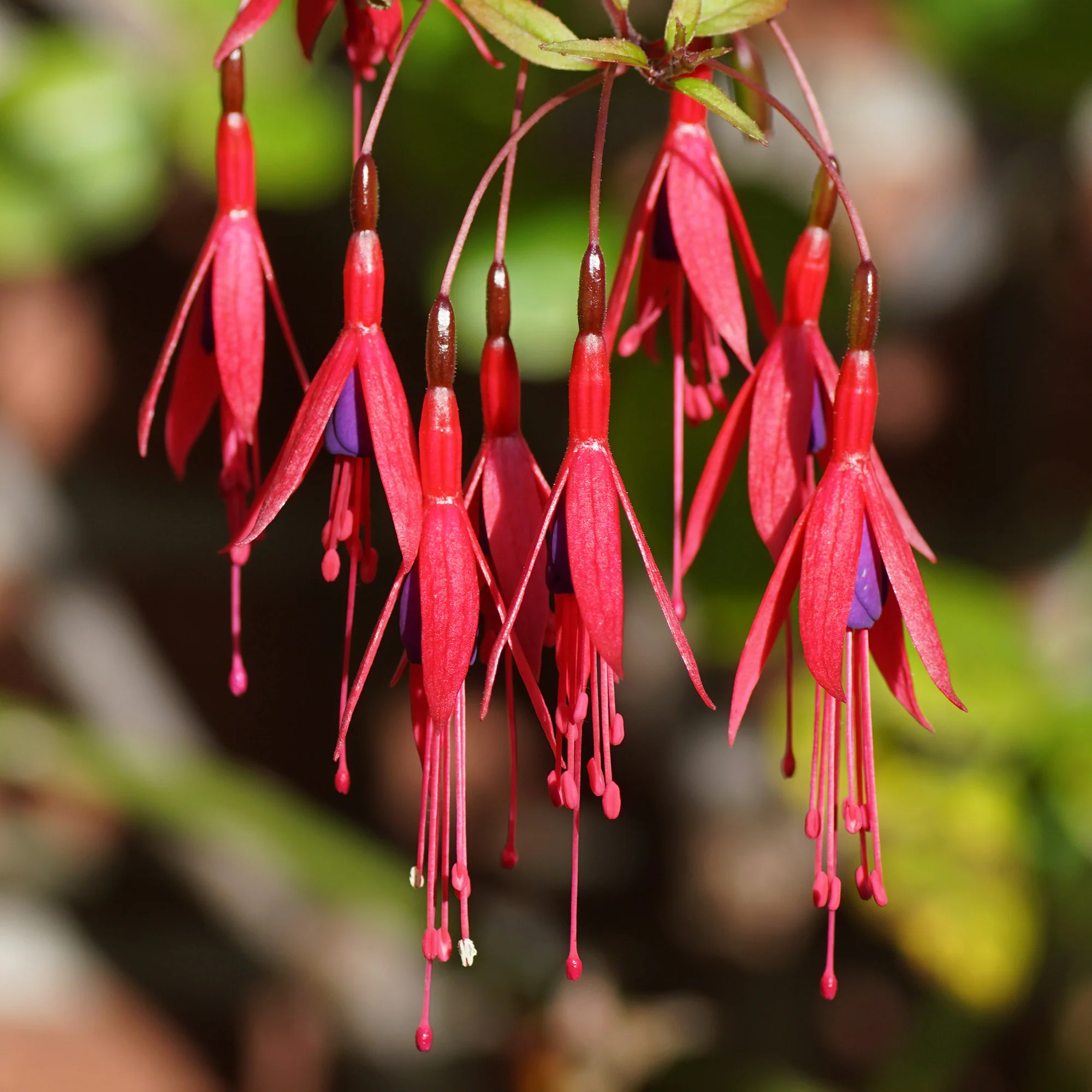Bellenplant 'Riccartonii'