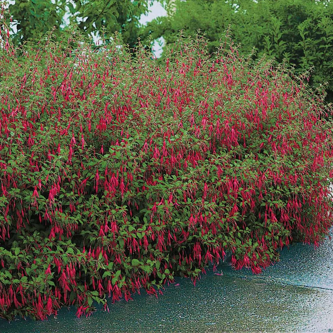 Bellenplant 'Riccartonii' - Image 4